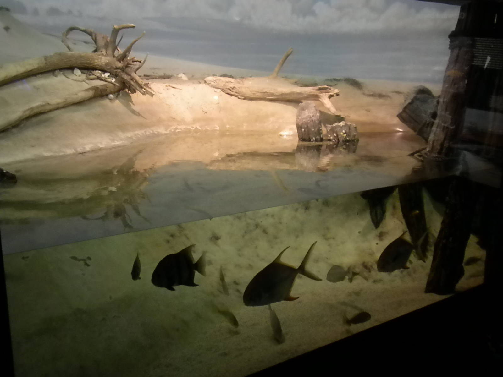 Maryland: Mountains to the Sea