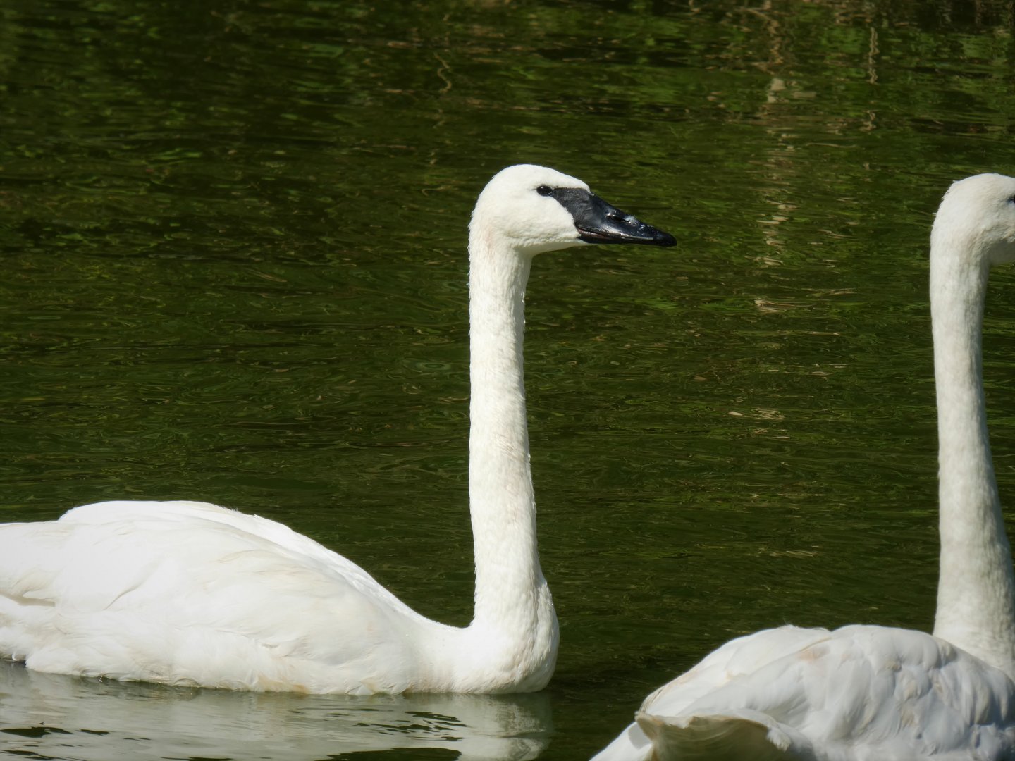 Maryland Wilderness - Barnyard - Trumpeter Swans