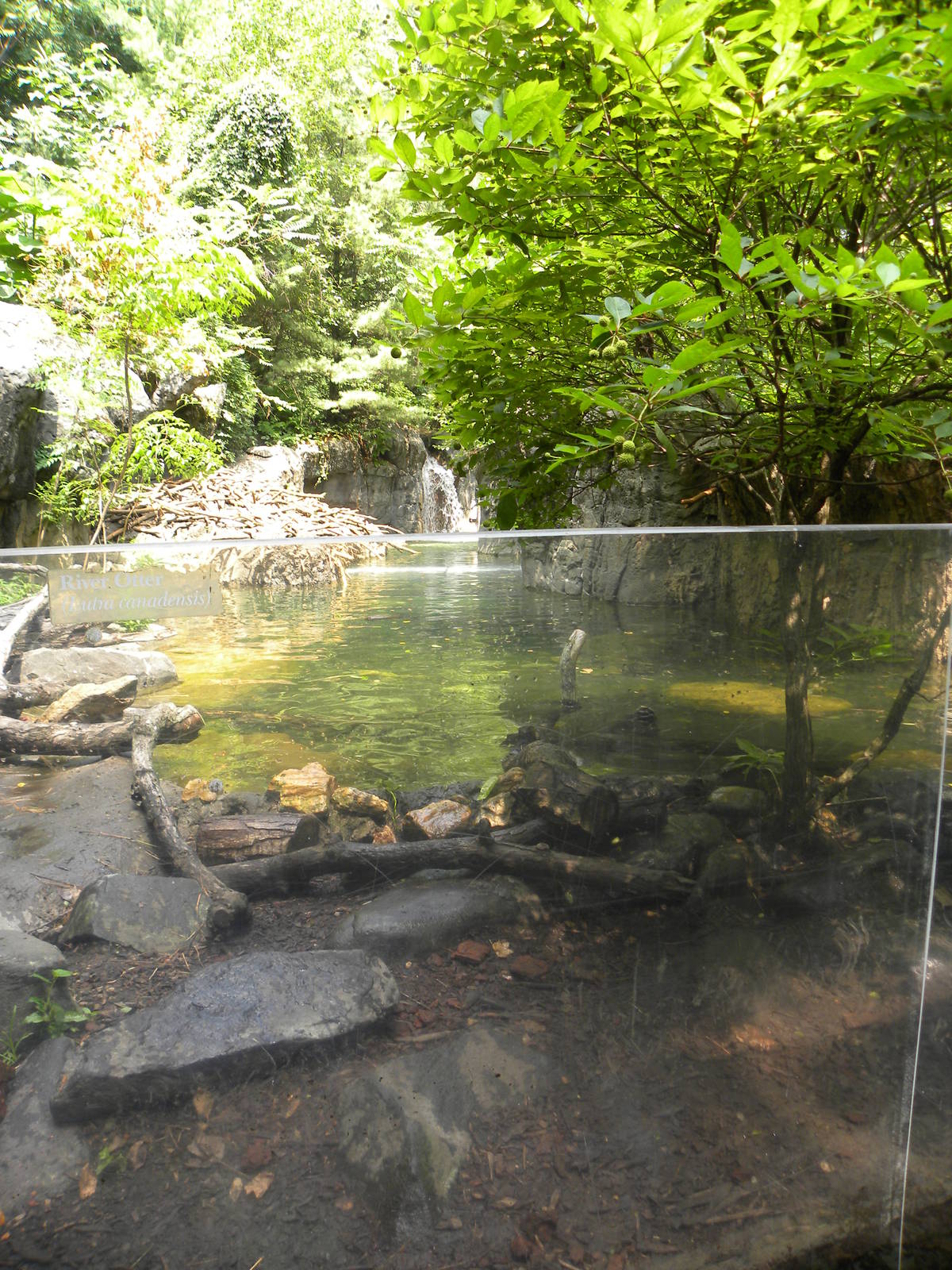 Maryland Wilderness: Best otter exhibit?