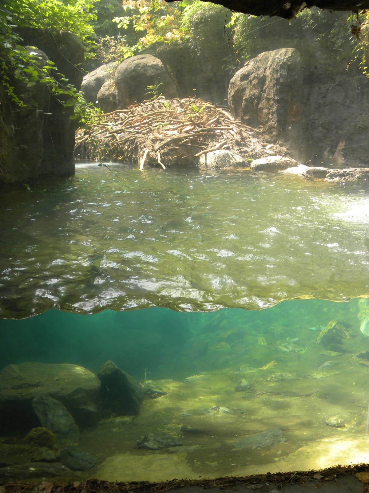 Maryland Wilderness: Best Otter exhibit?