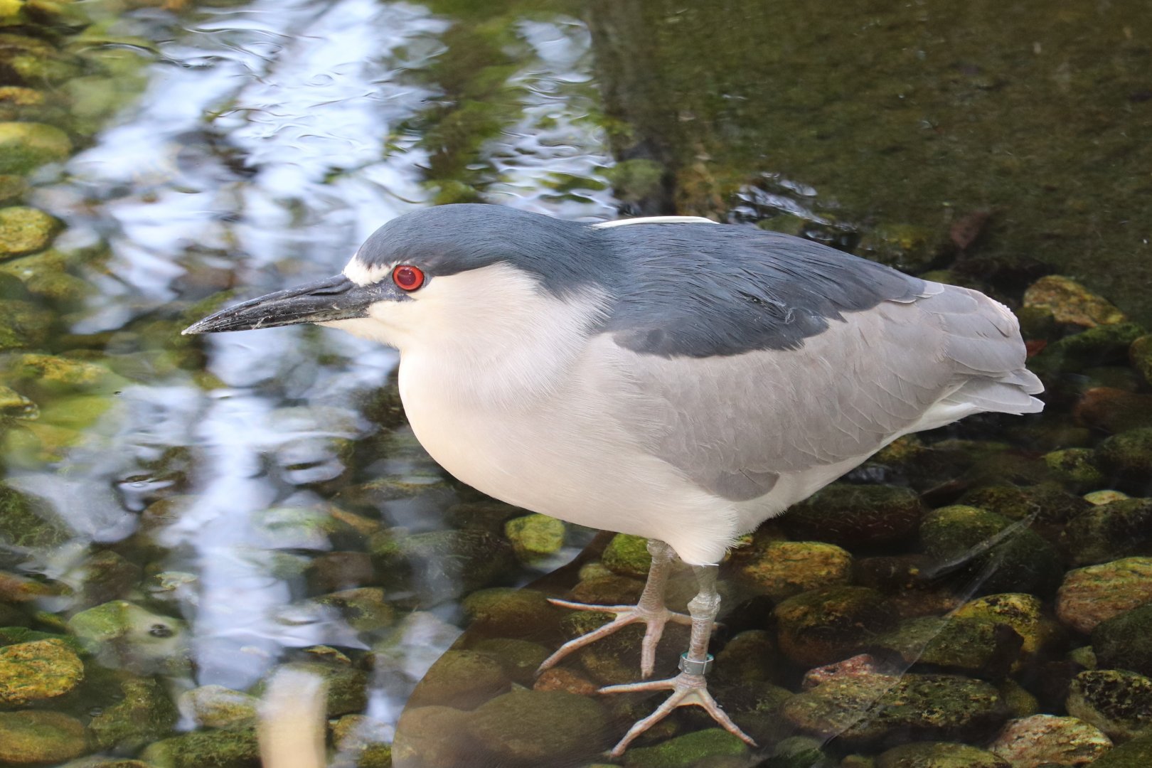Maryland Wilderness - Black-Crowned Night Heron