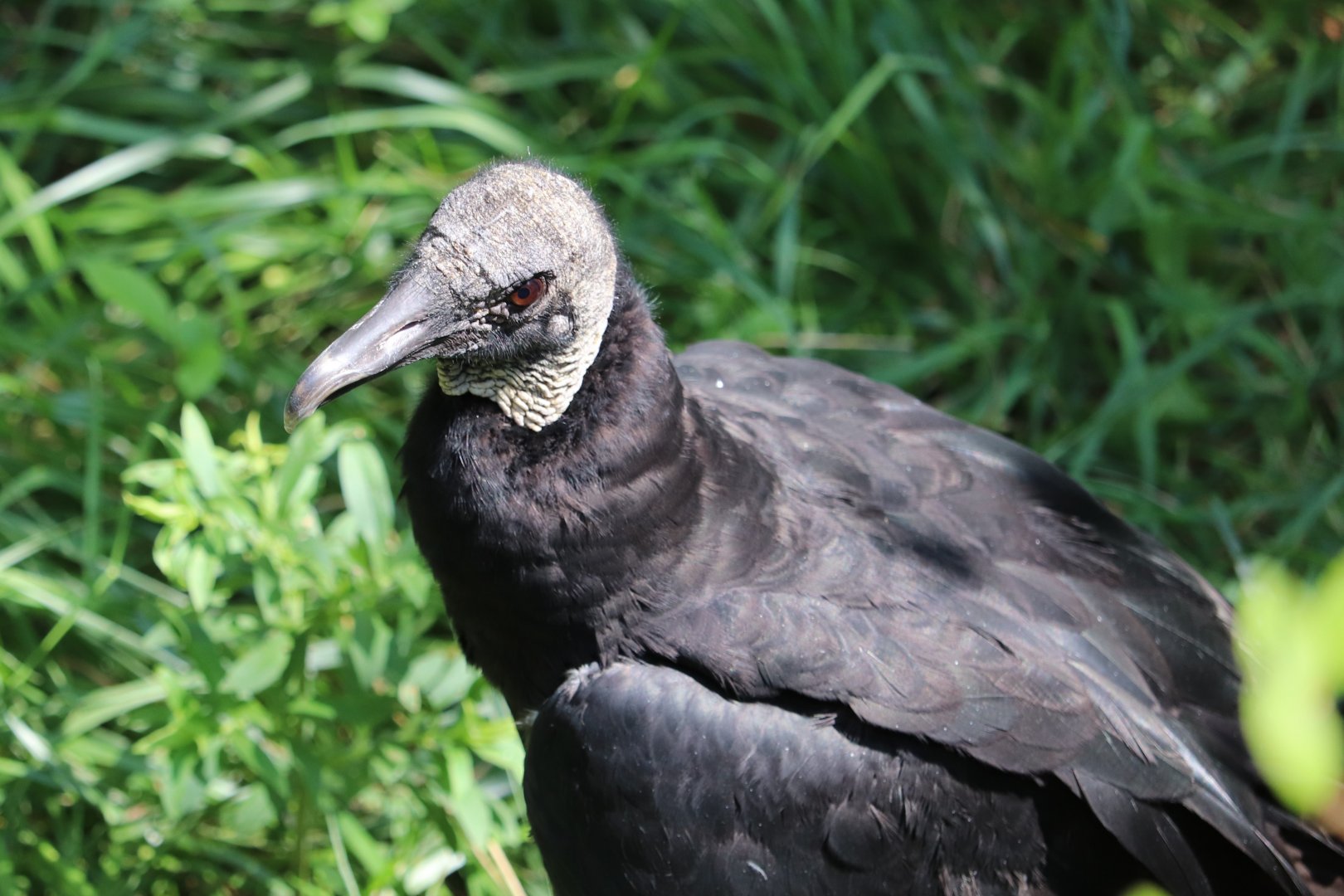 Maryland Wilderness - Black Vulture