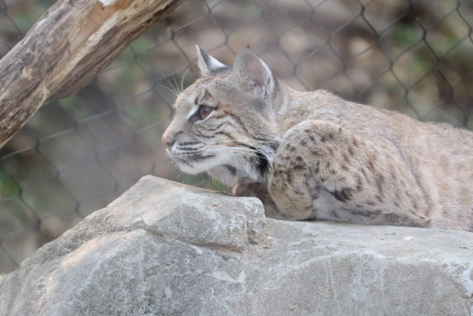 Maryland Wilderness - Bobcat