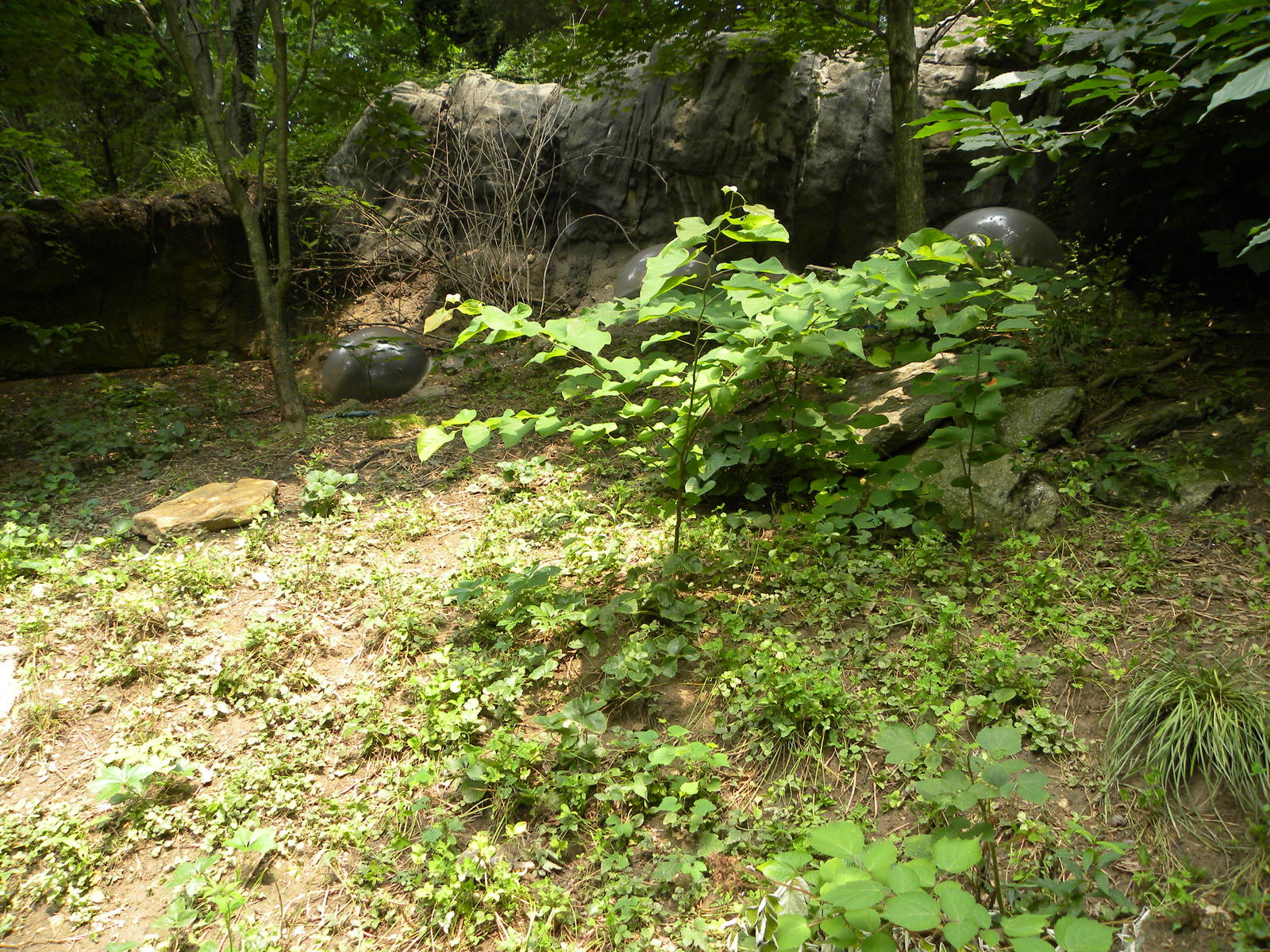 Maryland Wilderness: Box turtle exhibit