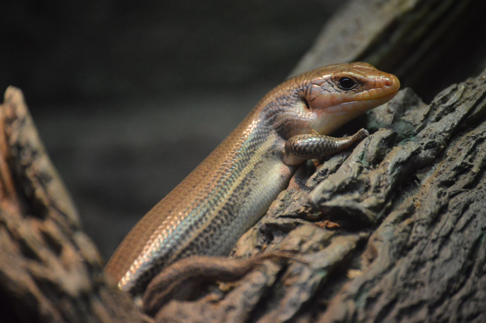 Maryland Wilderness - Broad-headed Skink (Plestiodon laticeps)