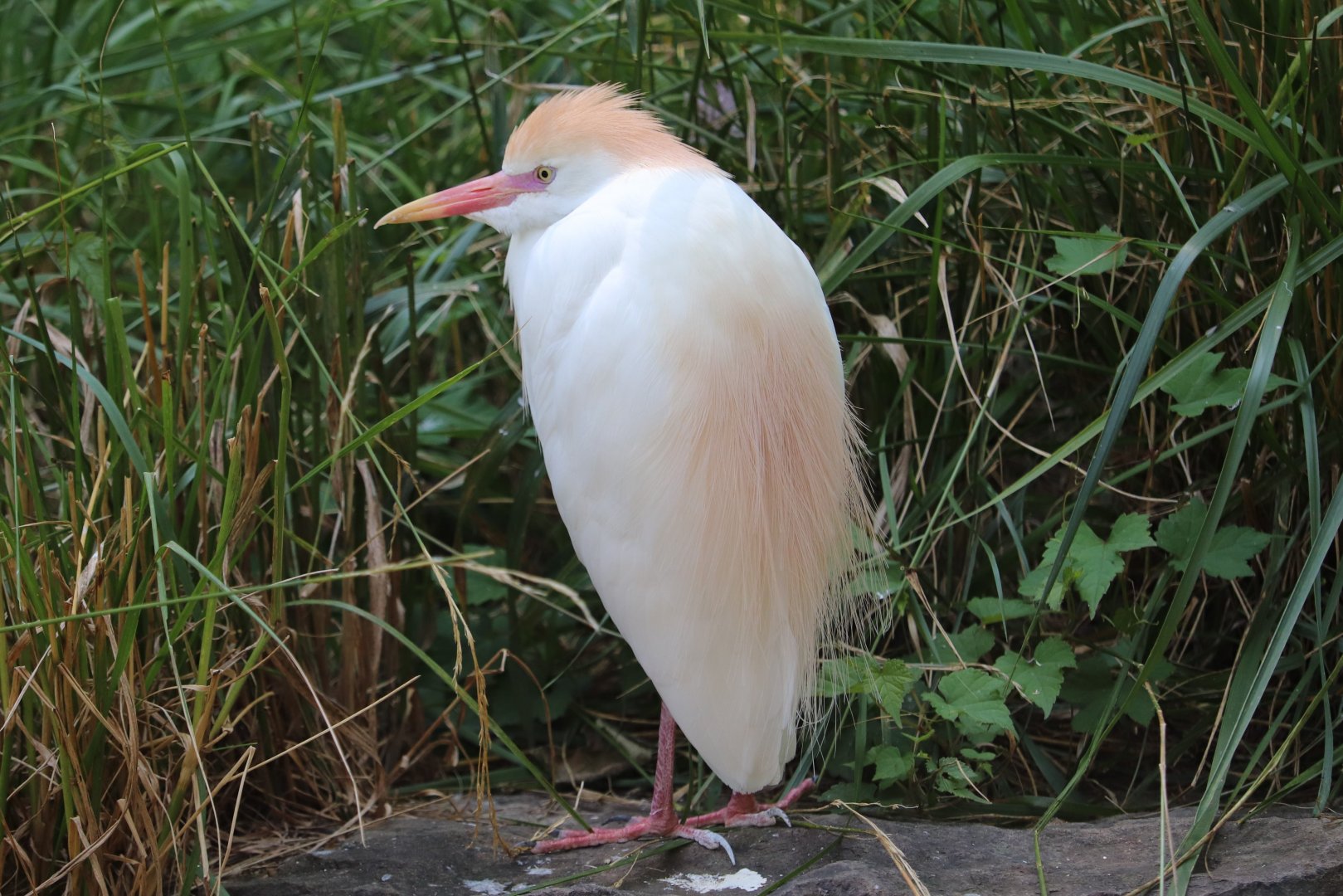 Maryland Wilderness - Cattle Egret