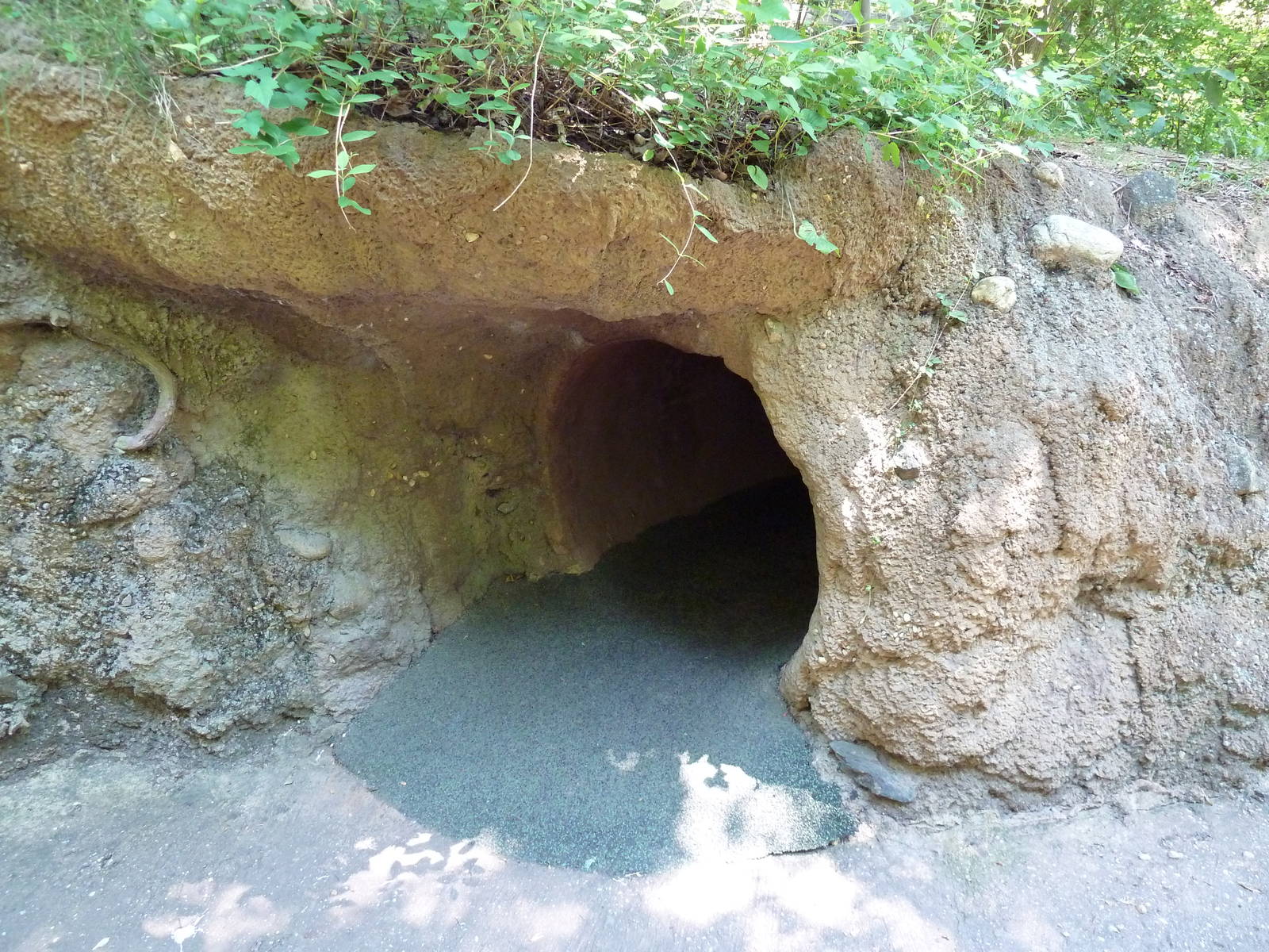 Maryland Wilderness - Eastern Box Turtle Exhibit (Pop Up Bubble)