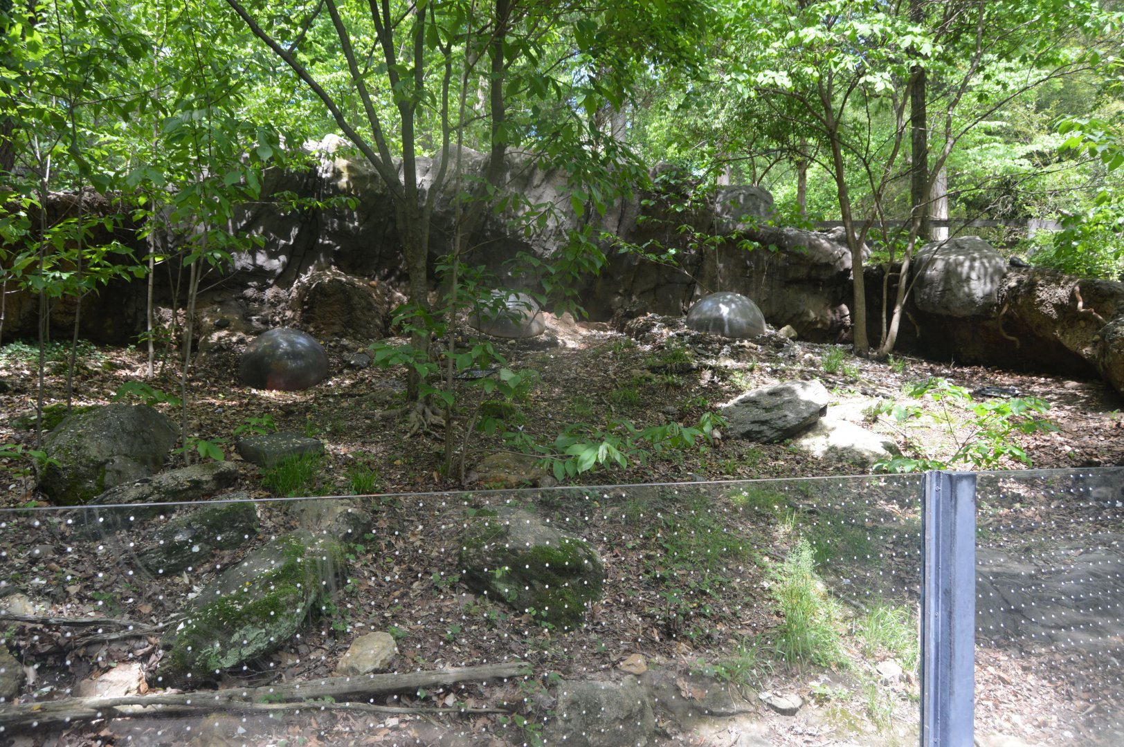 Maryland Wilderness - Eastern Box Turtle Exhibit