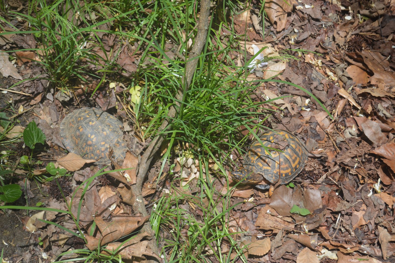 Maryland Wilderness - Eastern Box Turtle (Terrapene carolina carolina)