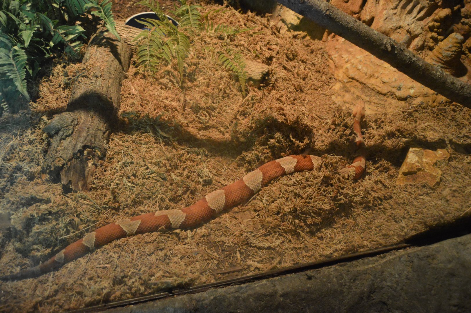 Maryland Wilderness - Eastern Copperhead (Agkistrodon contortrix)