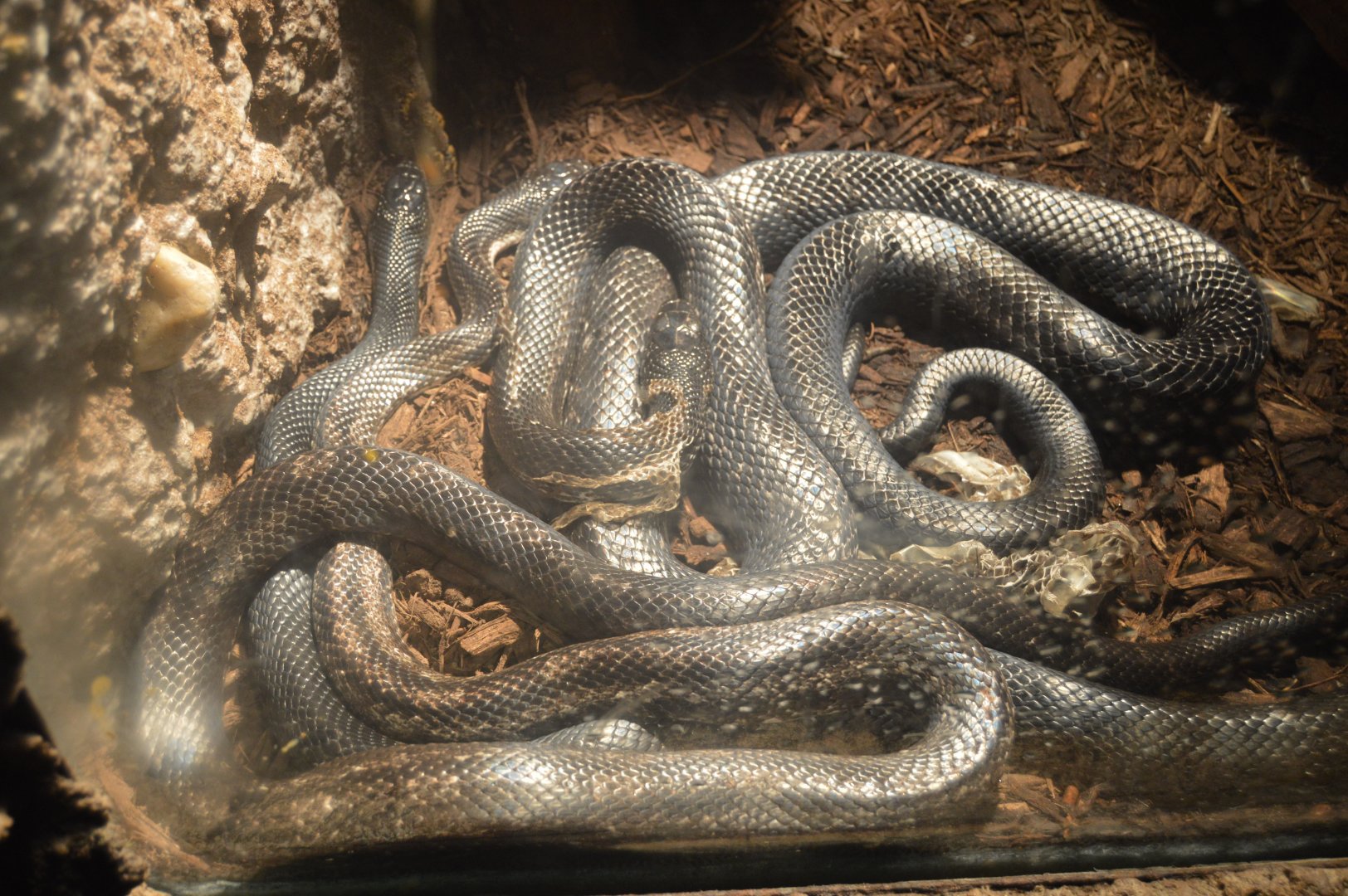 Maryland Wilderness - Eastern Ratsnake (Pantherophis alleghaniensis)