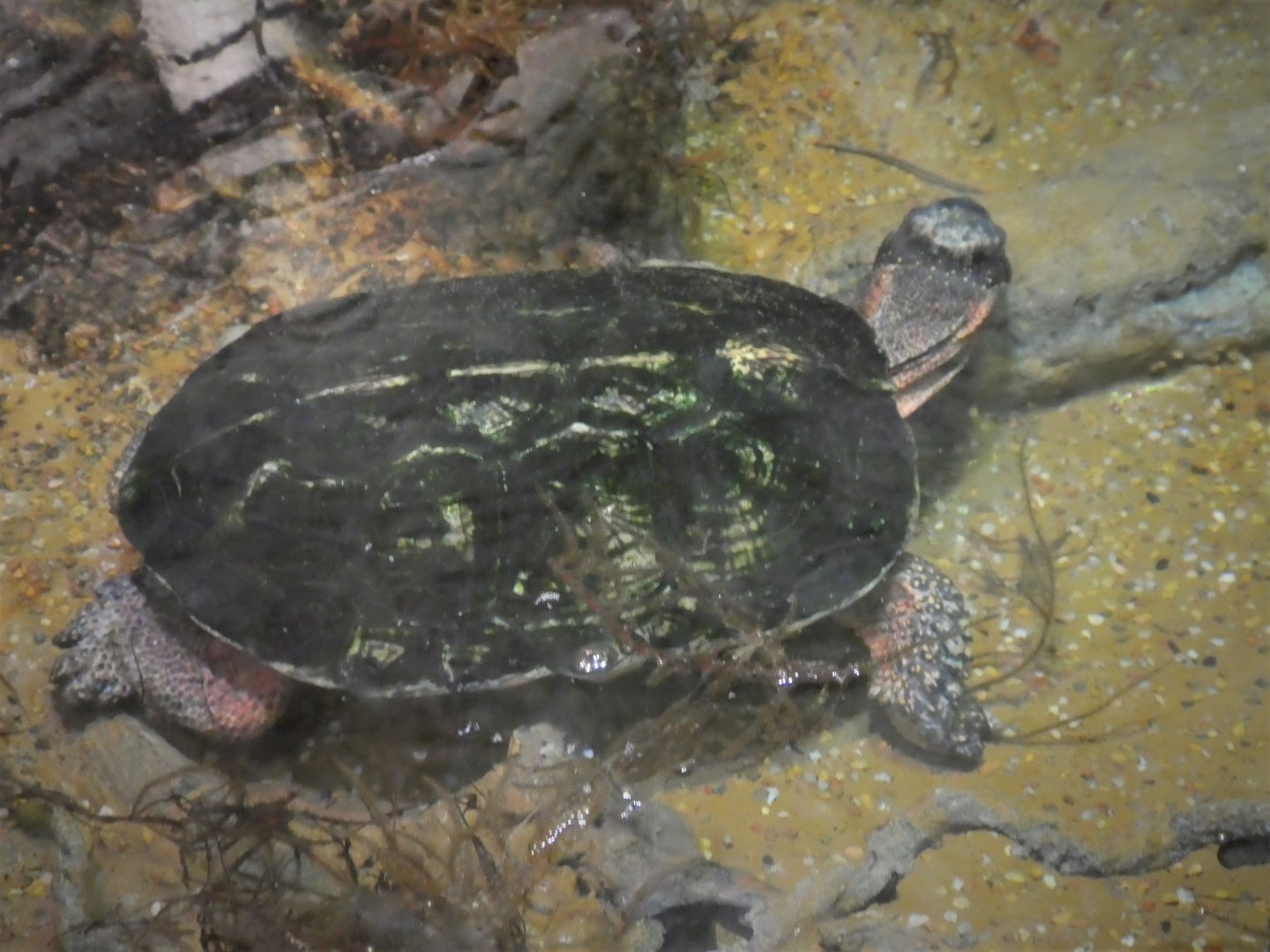Maryland Wilderness - Giant Tree Slide - Wood Turtle