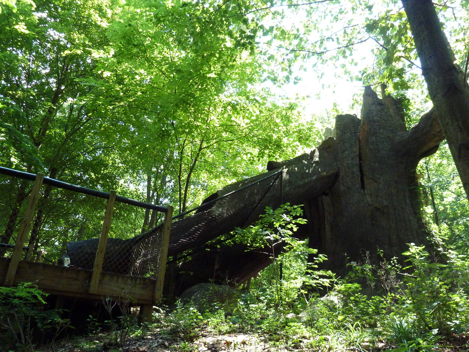 Maryland Wilderness - Giant Tree Slide