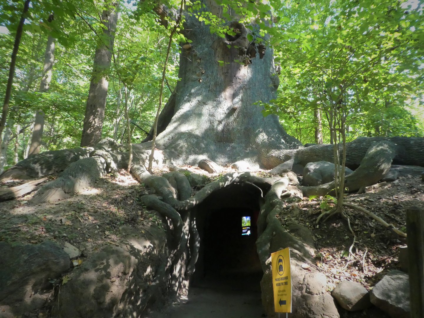 Maryland Wilderness - Giant Tree Slide