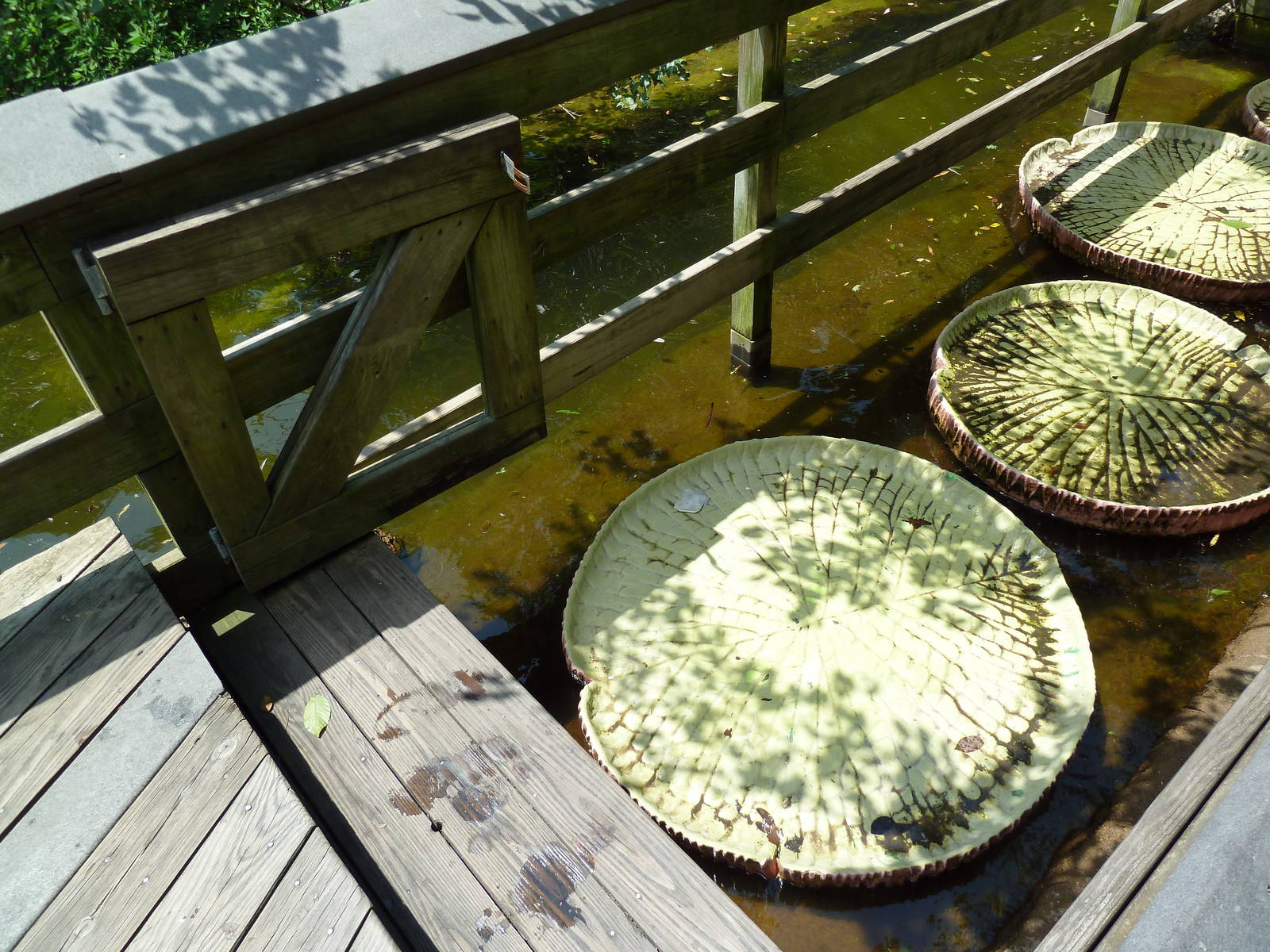 Maryland Wilderness - Lilypad Bridge