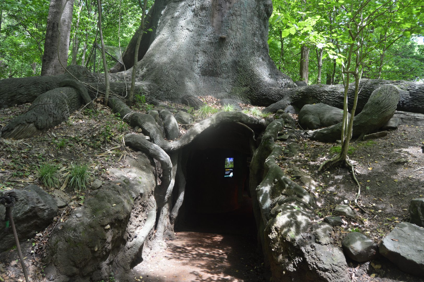 Maryland Wilderness - Living Tree Exhibit