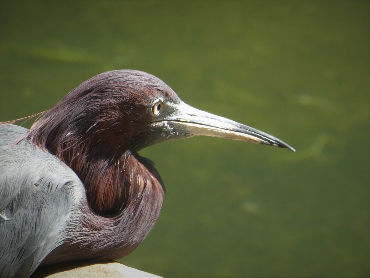Maryland Wilderness - Marsh Aviary - Little Blue Heron