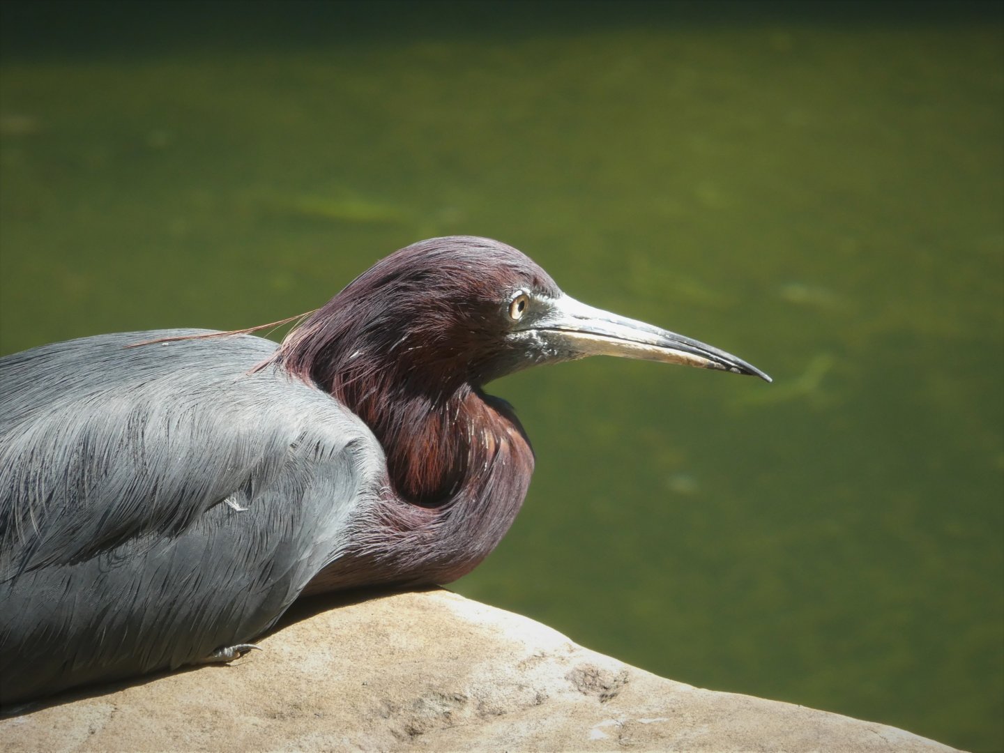 Maryland Wilderness - Marsh Aviary - Little Blue Heron