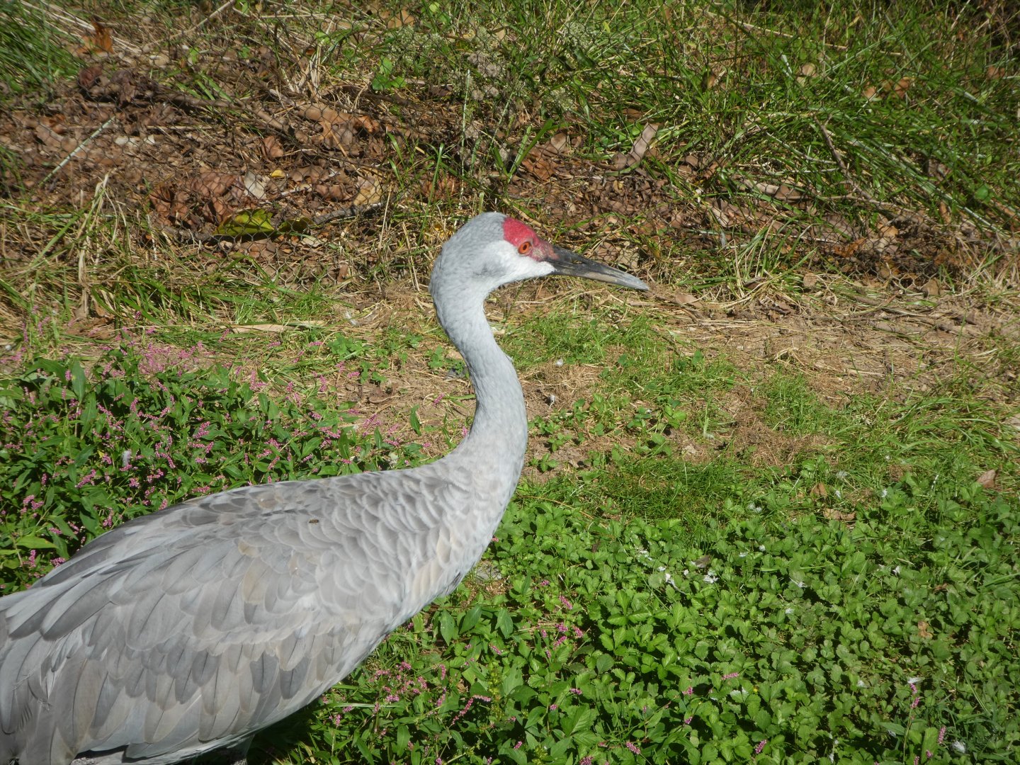 Maryland Wilderness - Marsh Aviary - Sandhill Crane