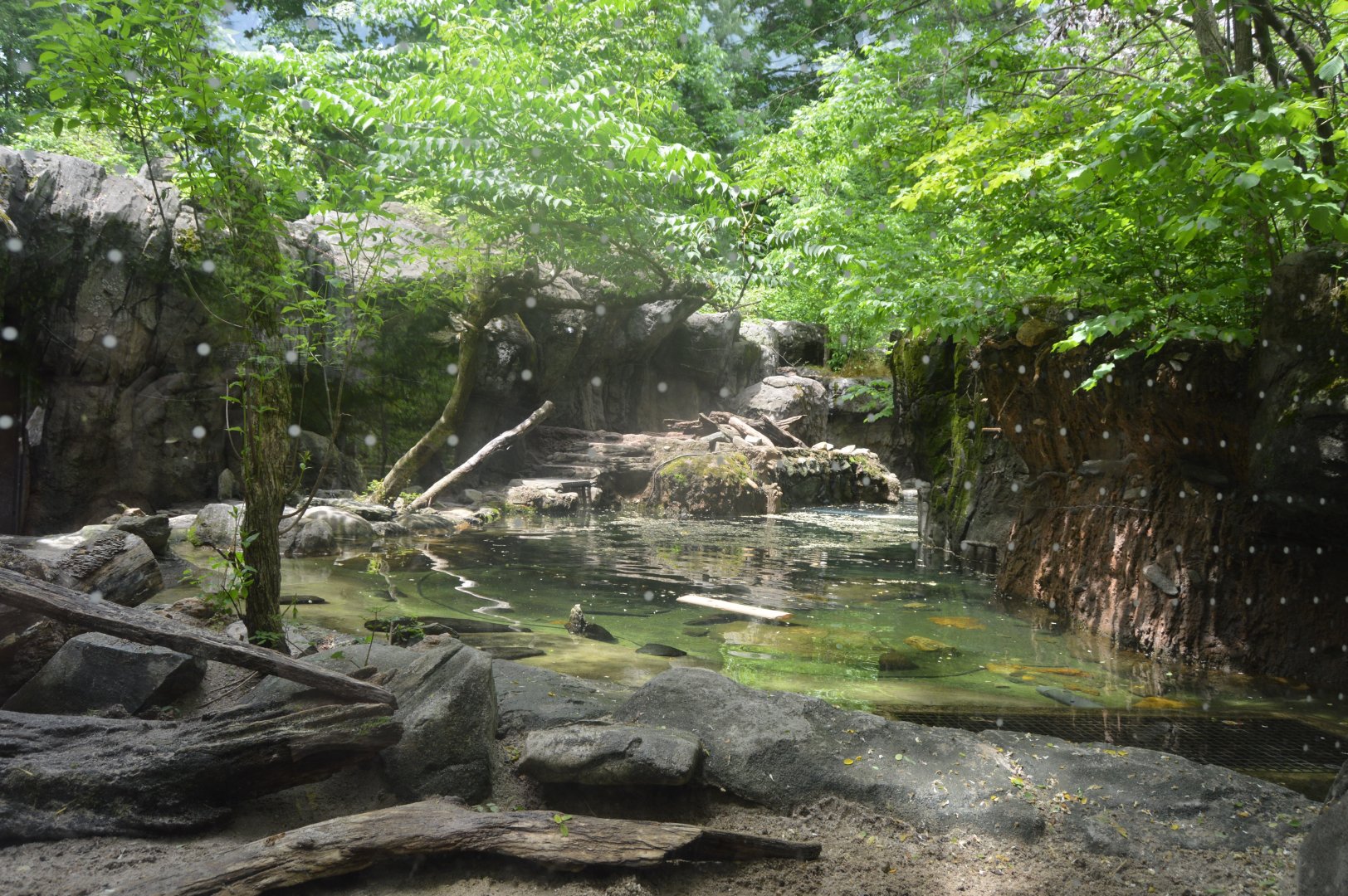 Maryland Wilderness - North American River Otter Exhibit