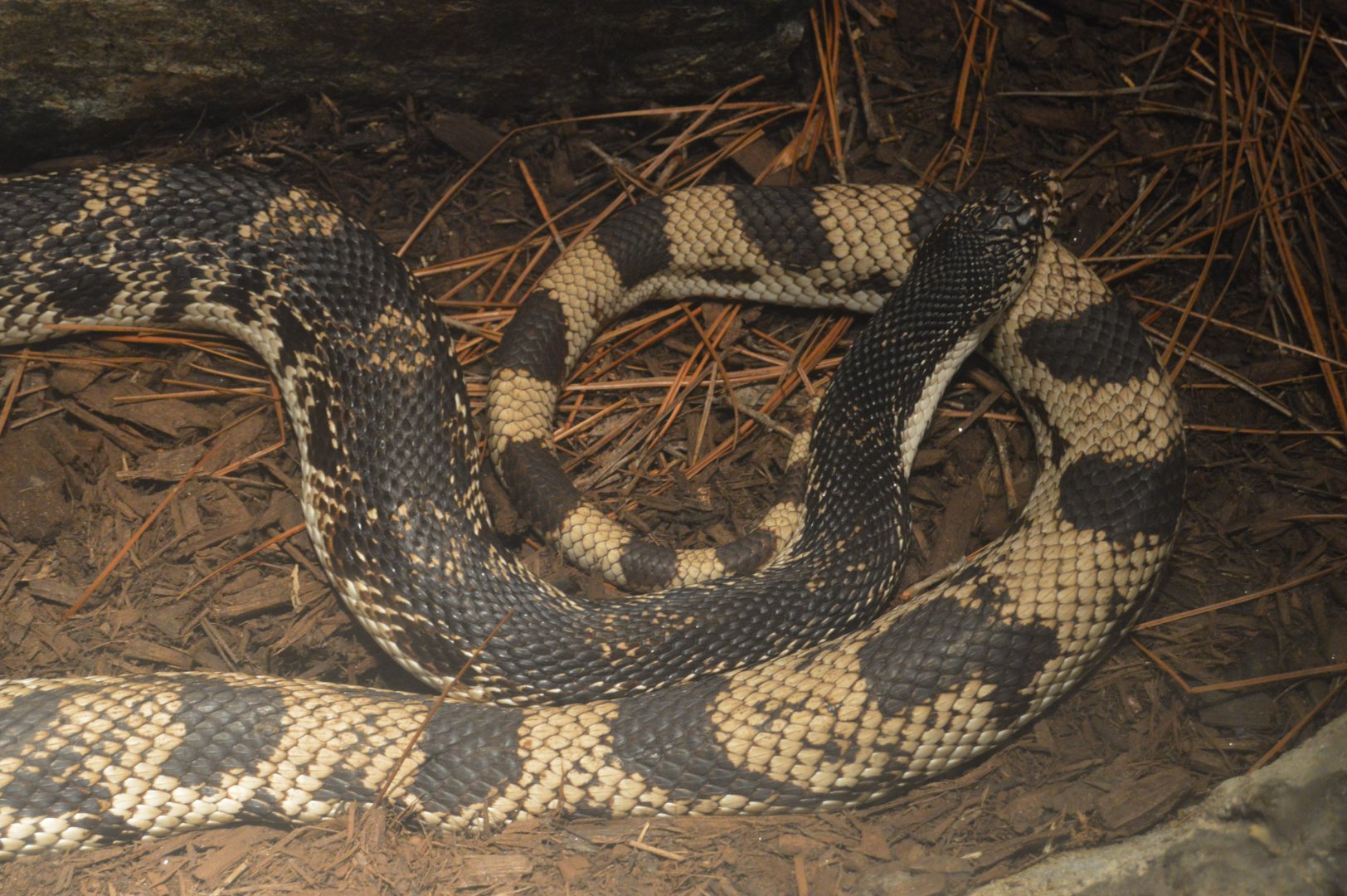 Maryland Wilderness - Northern Pine Snake (Pituophis melanoleucus melanoleucus)