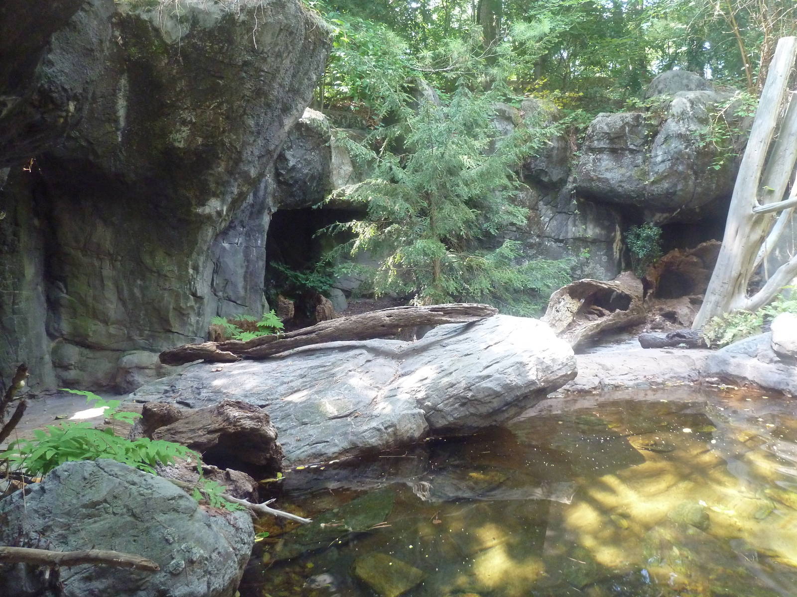 Maryland Wilderness - Red Fox/Alligator Snapping Turtle Exhibit