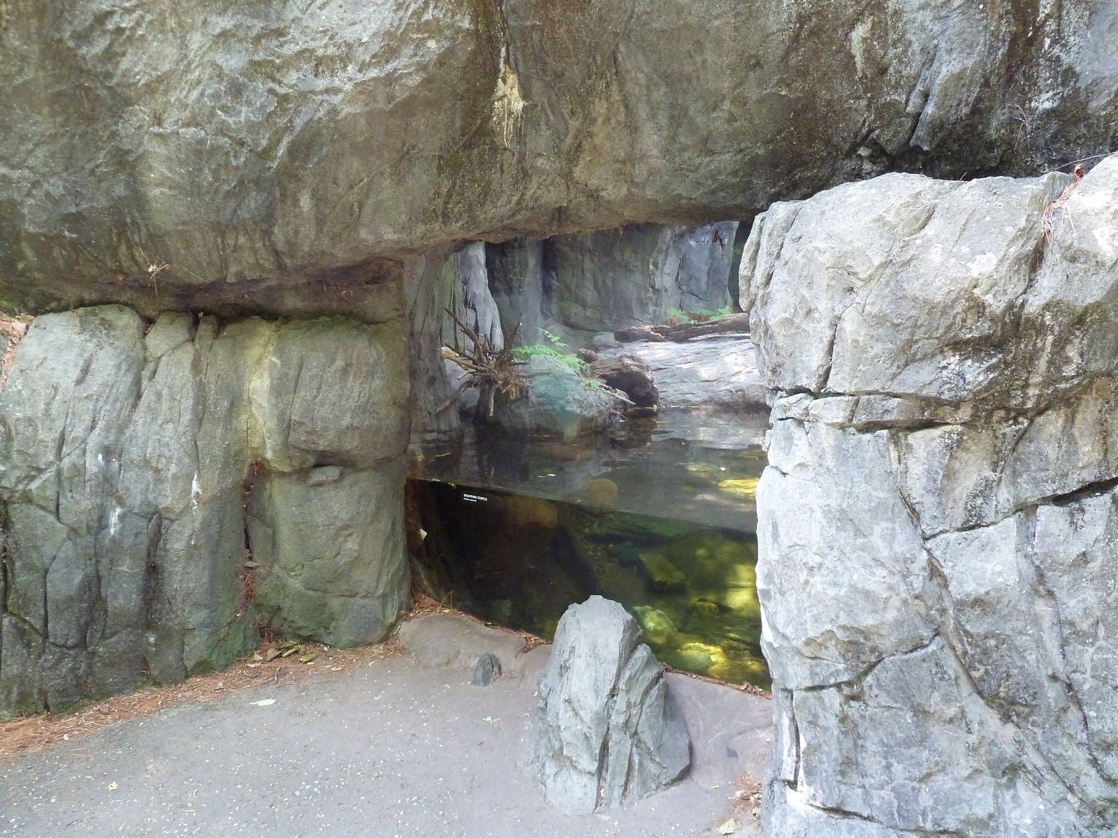 Maryland Wilderness - Red Fox/Alligator Snapping Turtle Exhibit