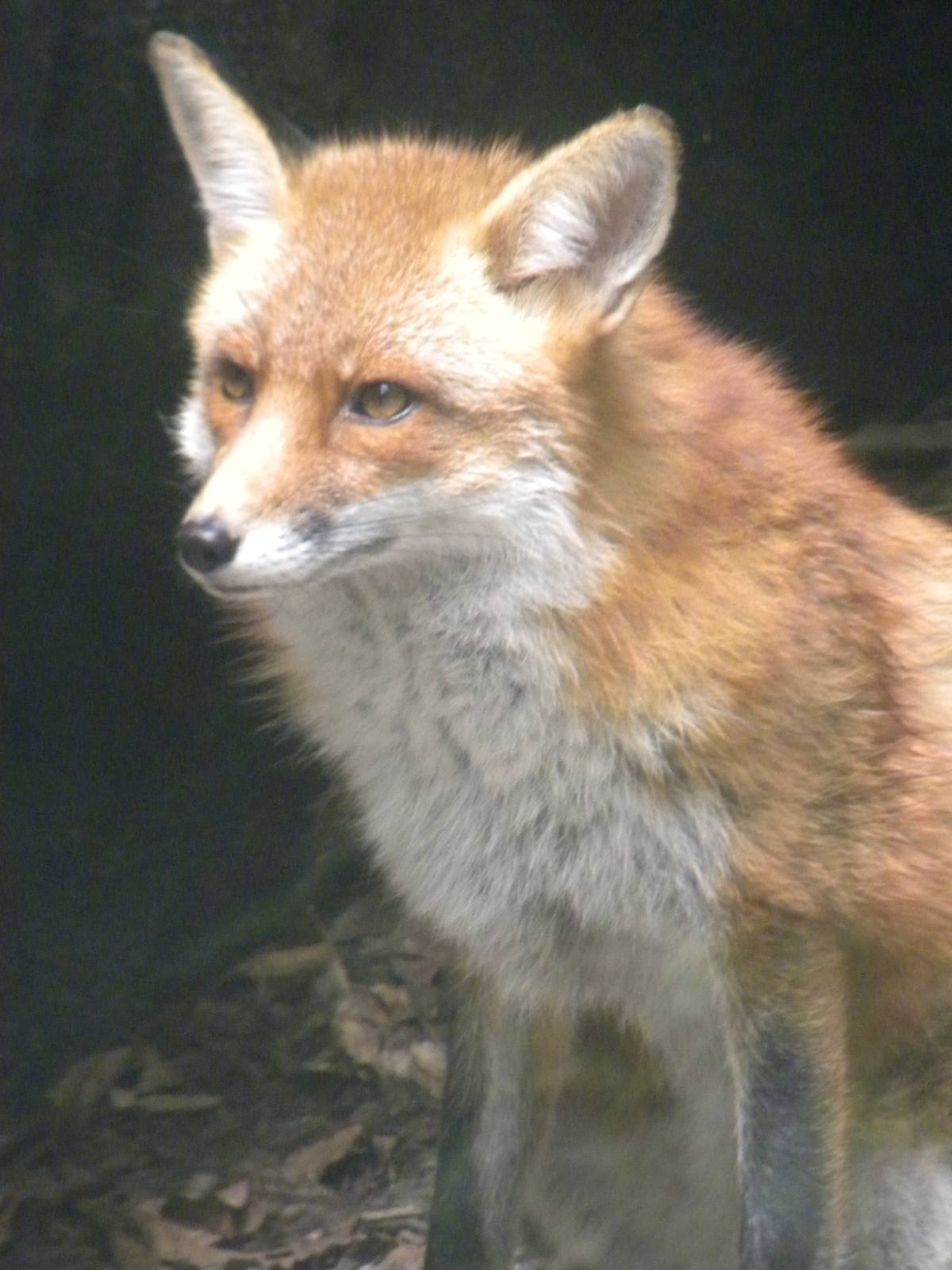 Maryland Wilderness: Red Fox