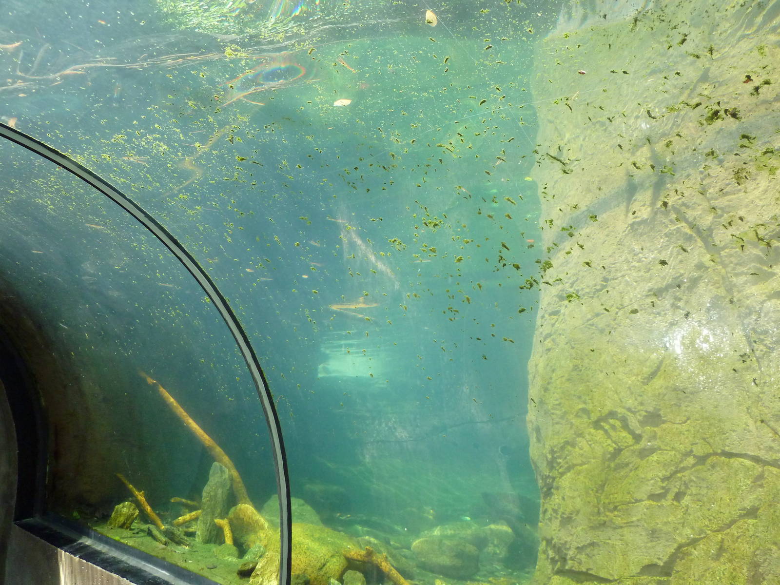 Maryland Wilderness - River Otter Exhibit Tunnel
