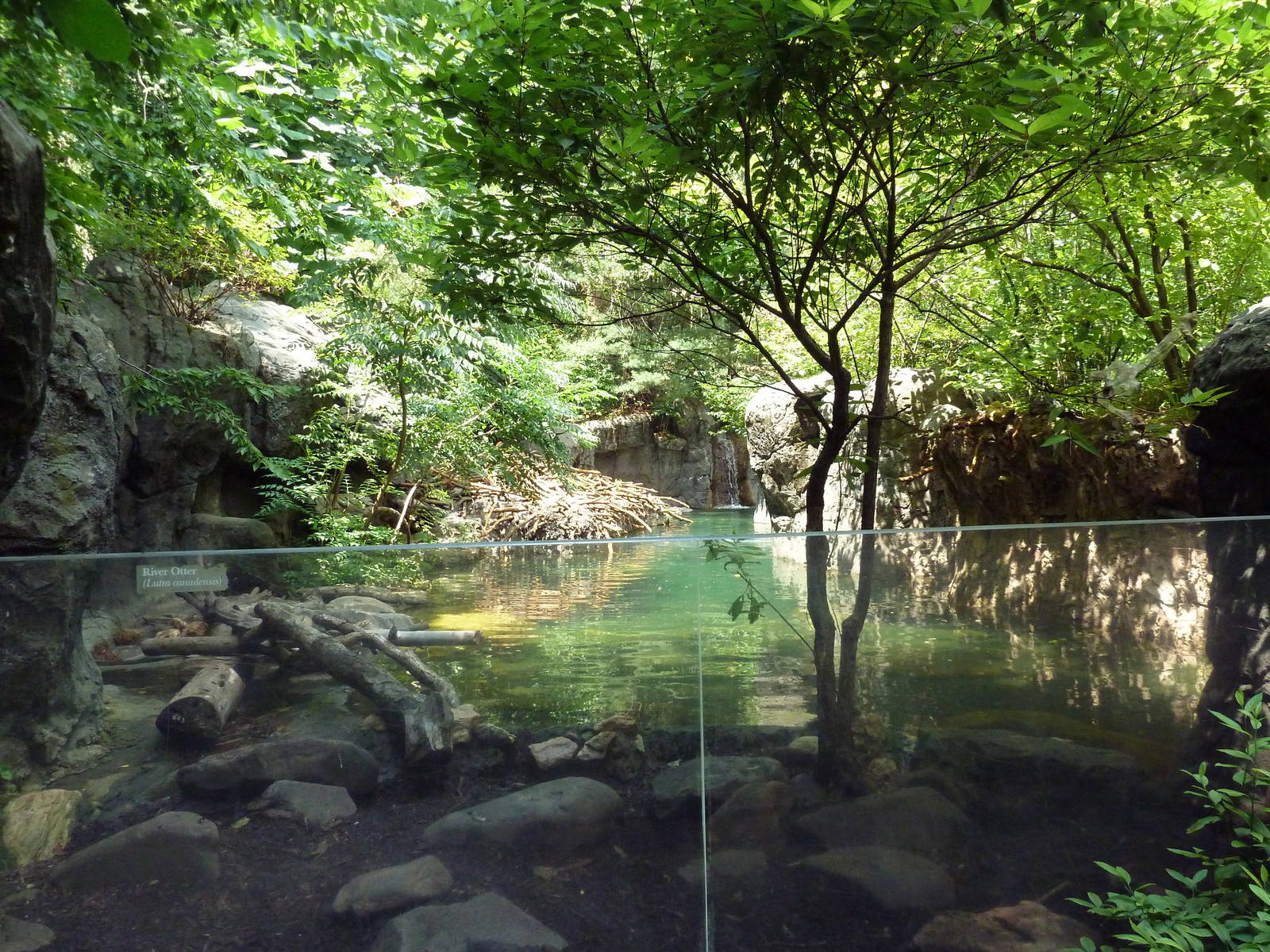 Maryland Wilderness - River Otter Exhibit