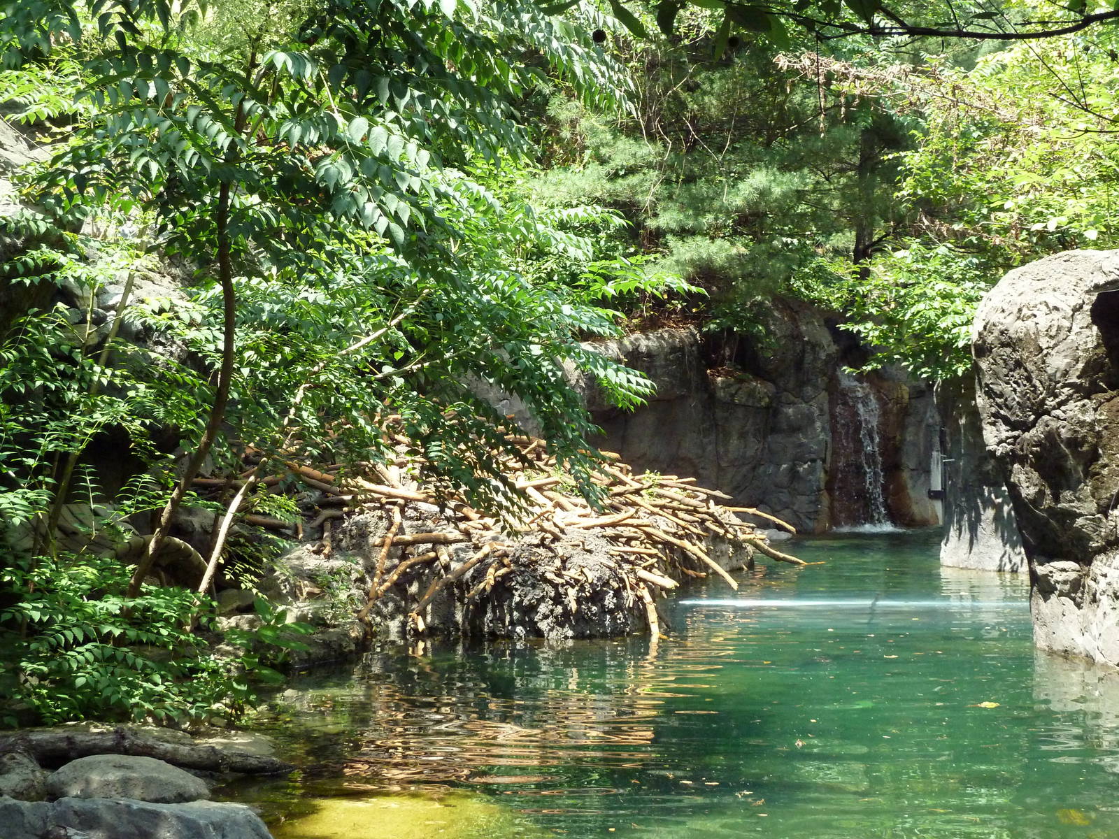 Maryland Wilderness - River Otter Exhibit