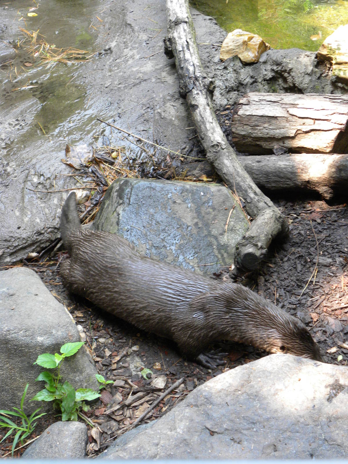 Maryland Wilderness: River Otter