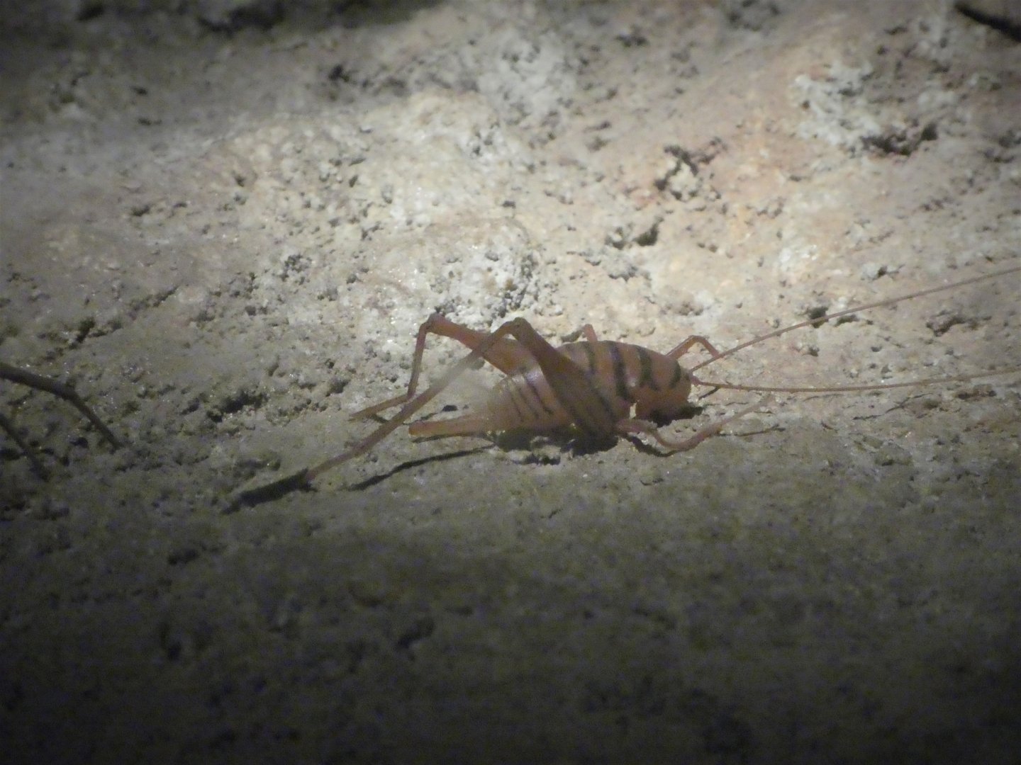 Maryland Wilderness - The Cave - Fake Cave Cricket