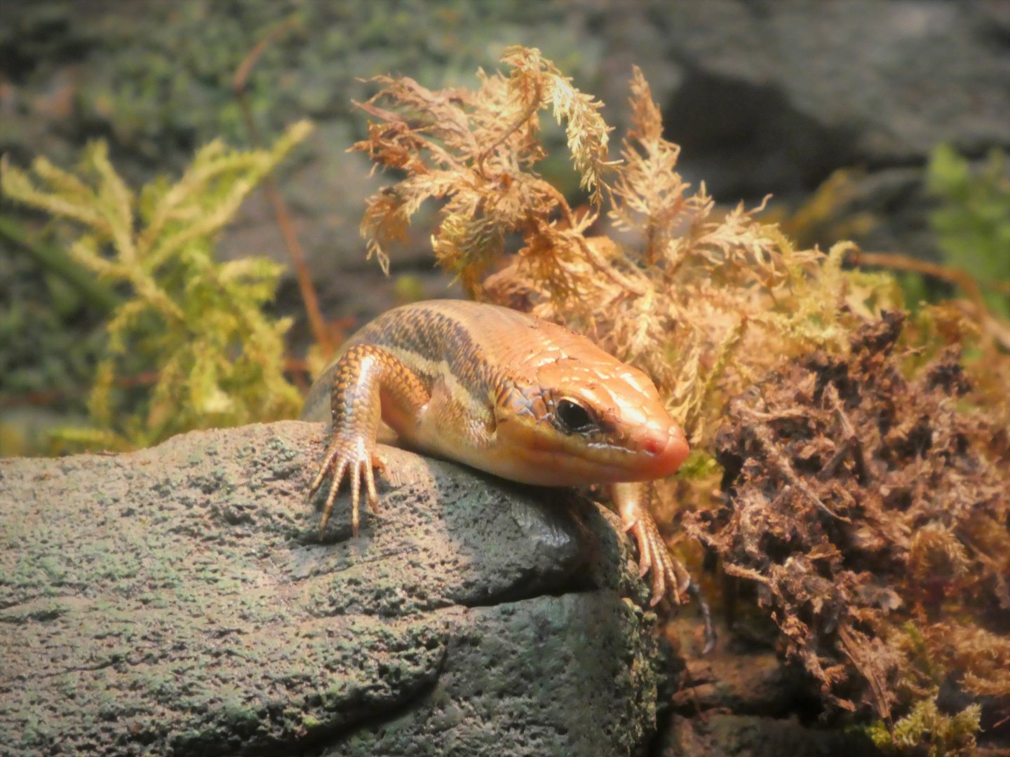 Maryland Wilderness - The Meadow - Broad-headed Skink