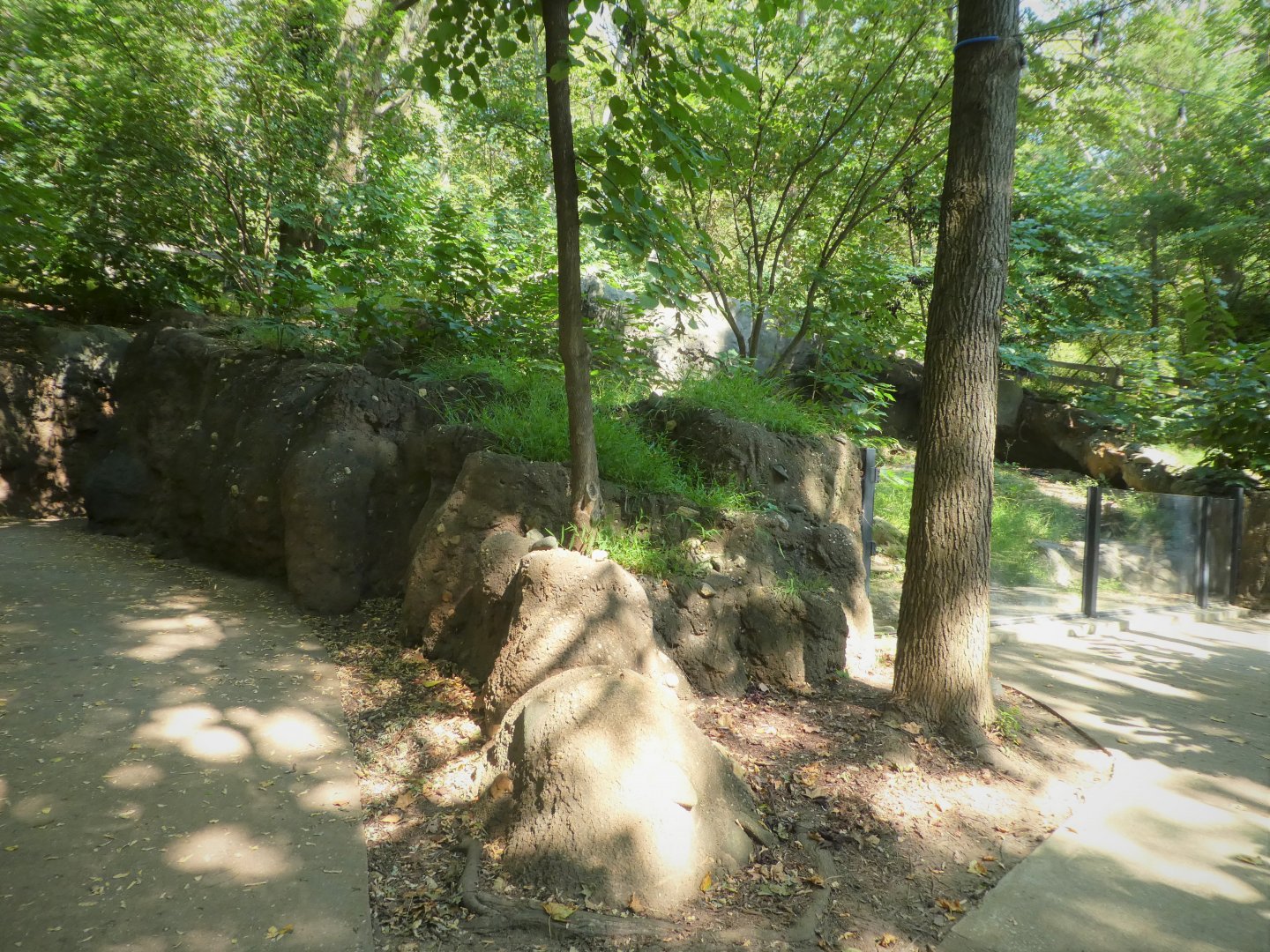 Maryland Wilderness - The Meadow