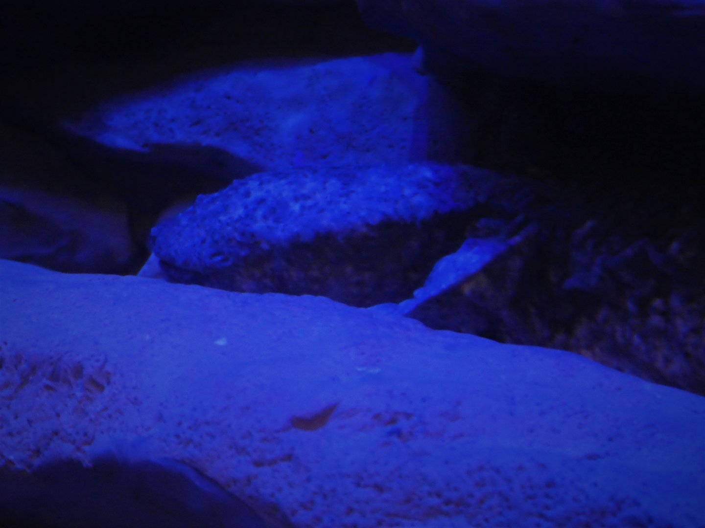 Maryland Wilderness - The Stream - Eastern Hellbender