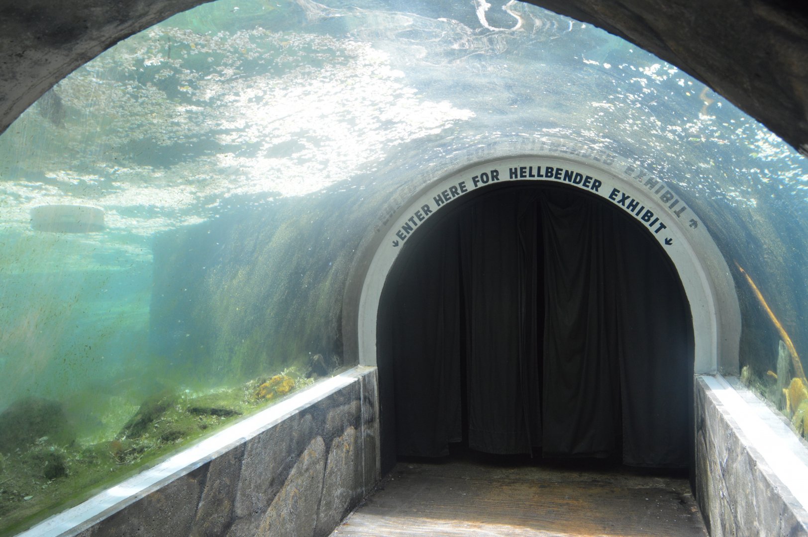 Maryland Wilderness - Underwater Tunnel in the North American River Otter Exhibit