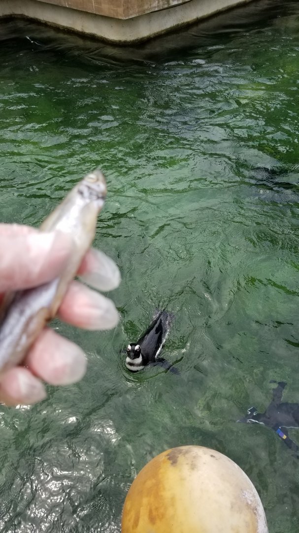 Maryland Zoo - African penguins