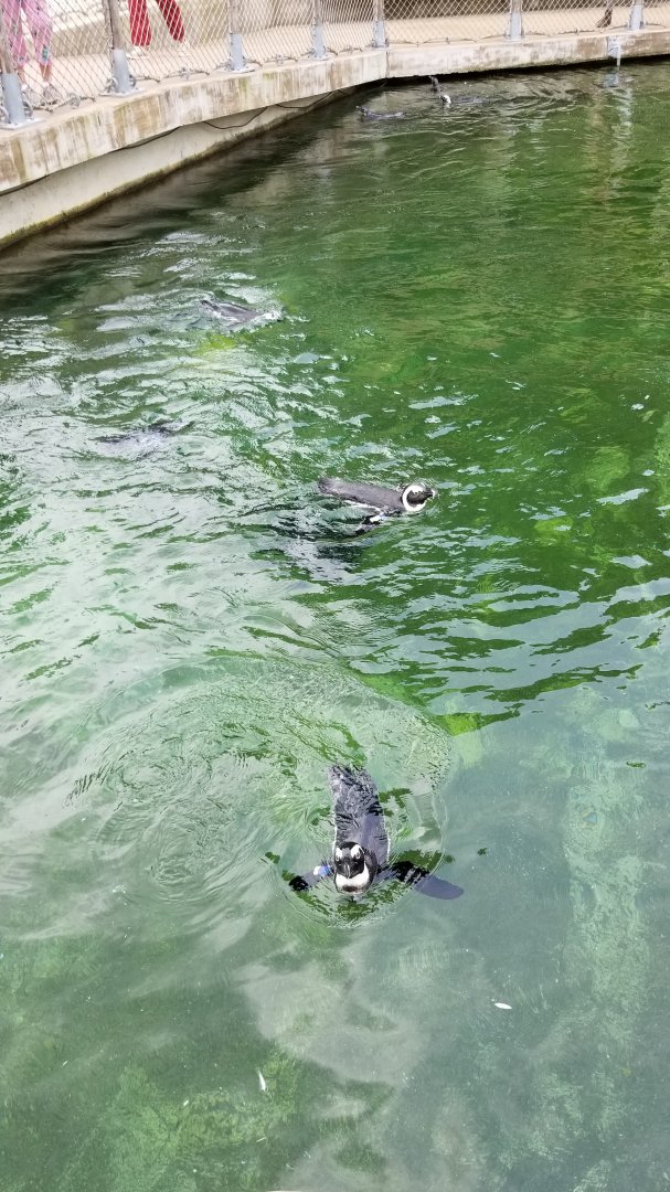 Maryland Zoo - African penguins