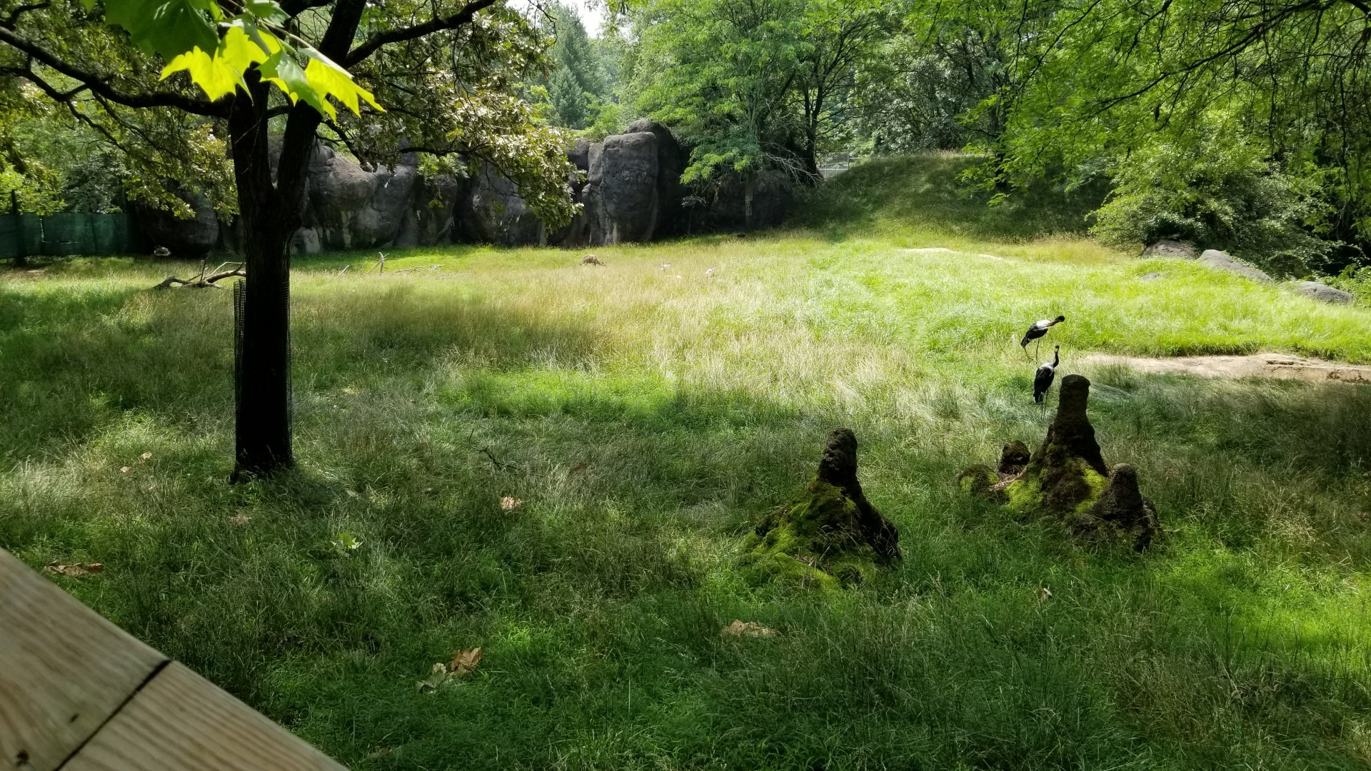 Maryland Zoo - Antelope yard (Addra gazelle, lesser kudu, saddle-billed stork)