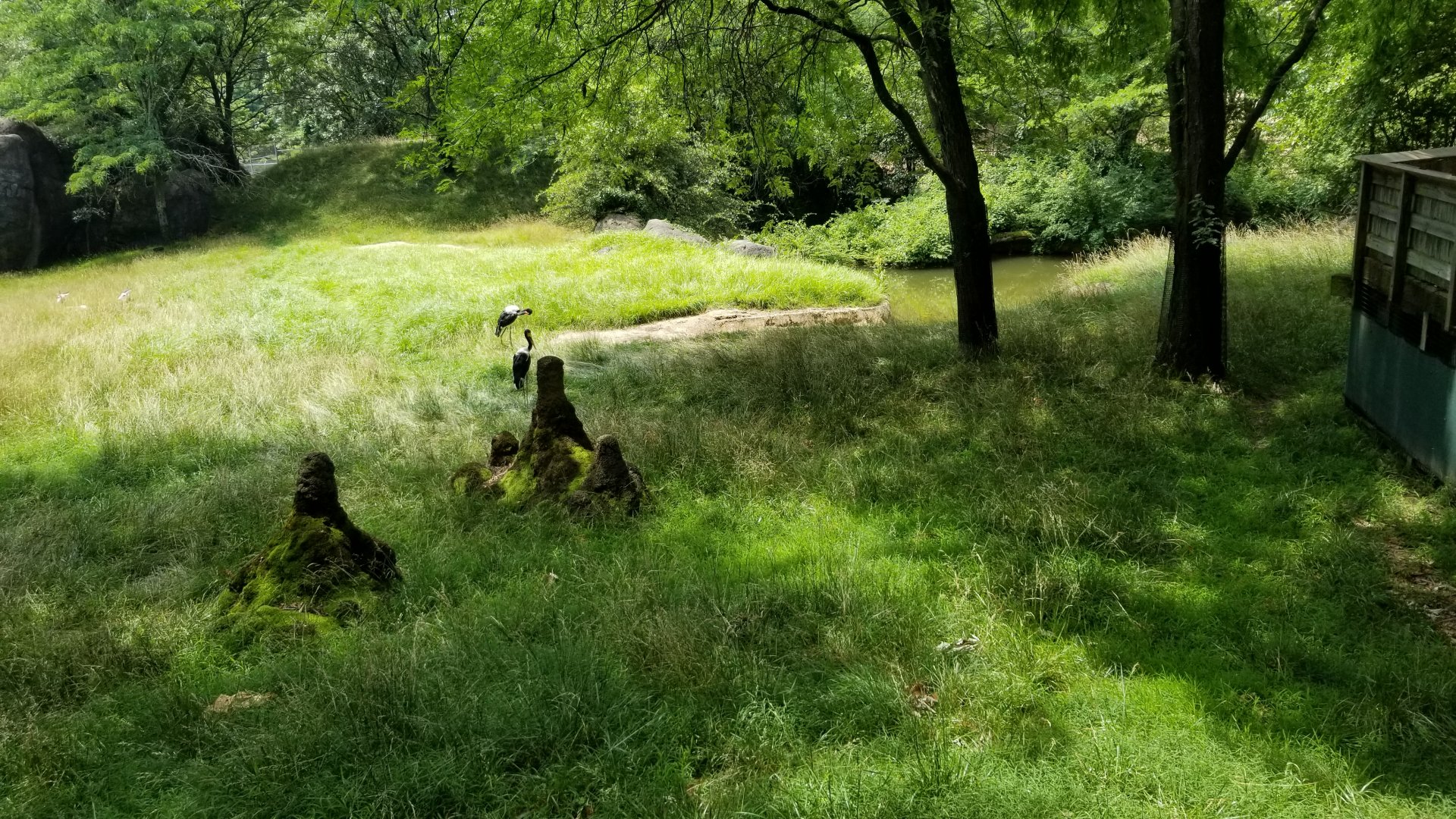 Maryland Zoo - Antelope yard (Addra gazelle, lesser kudu, saddle-billed stork)
