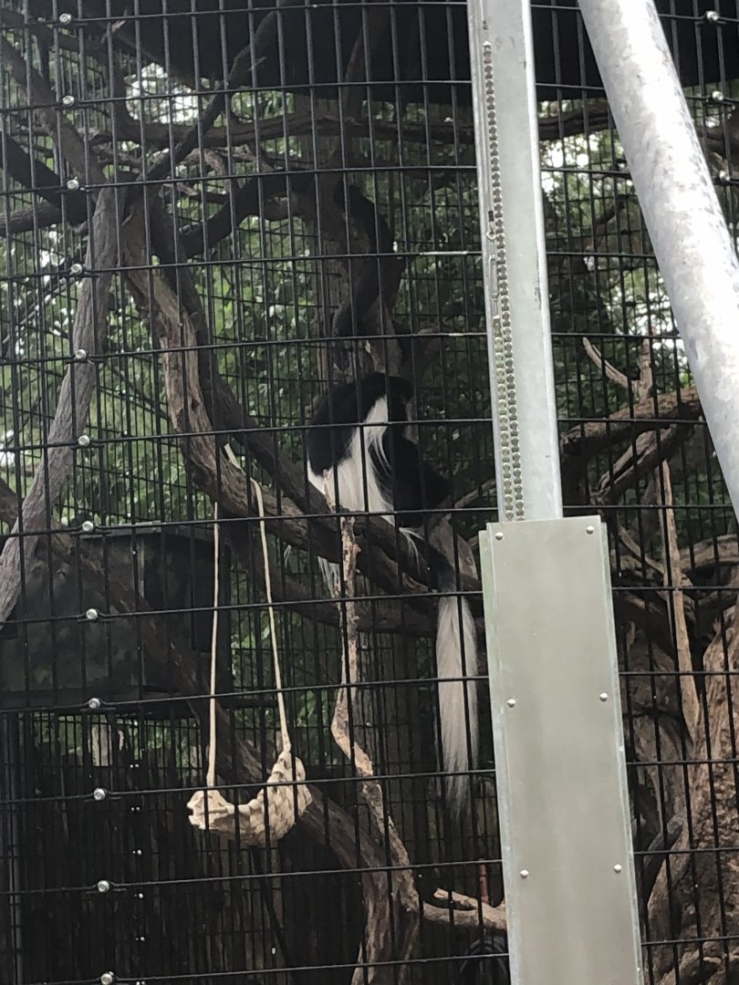 Maryland Zoo Black and White Colobus Monkey