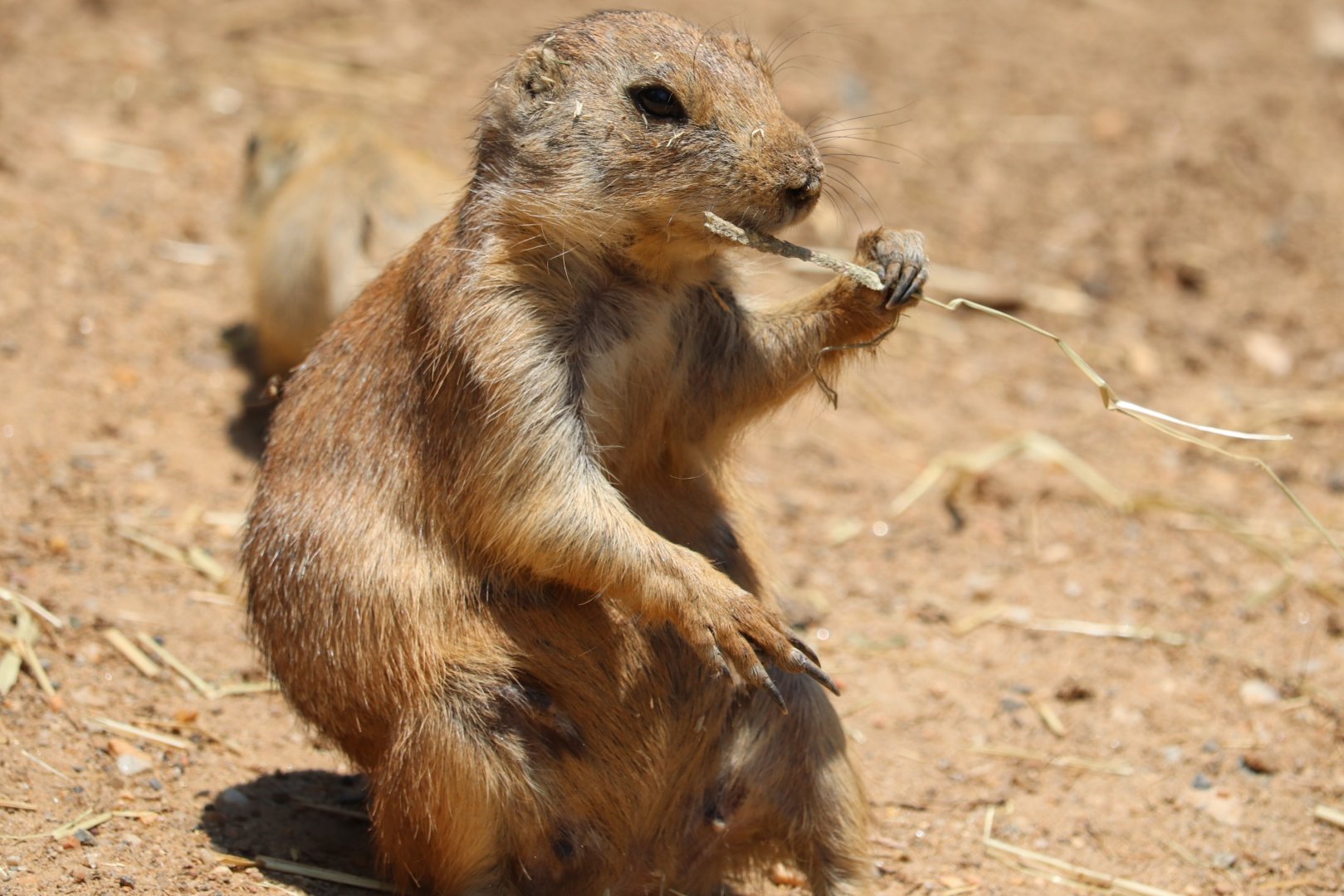 Maryland Zoo - Black-Tailed Prairie Dog