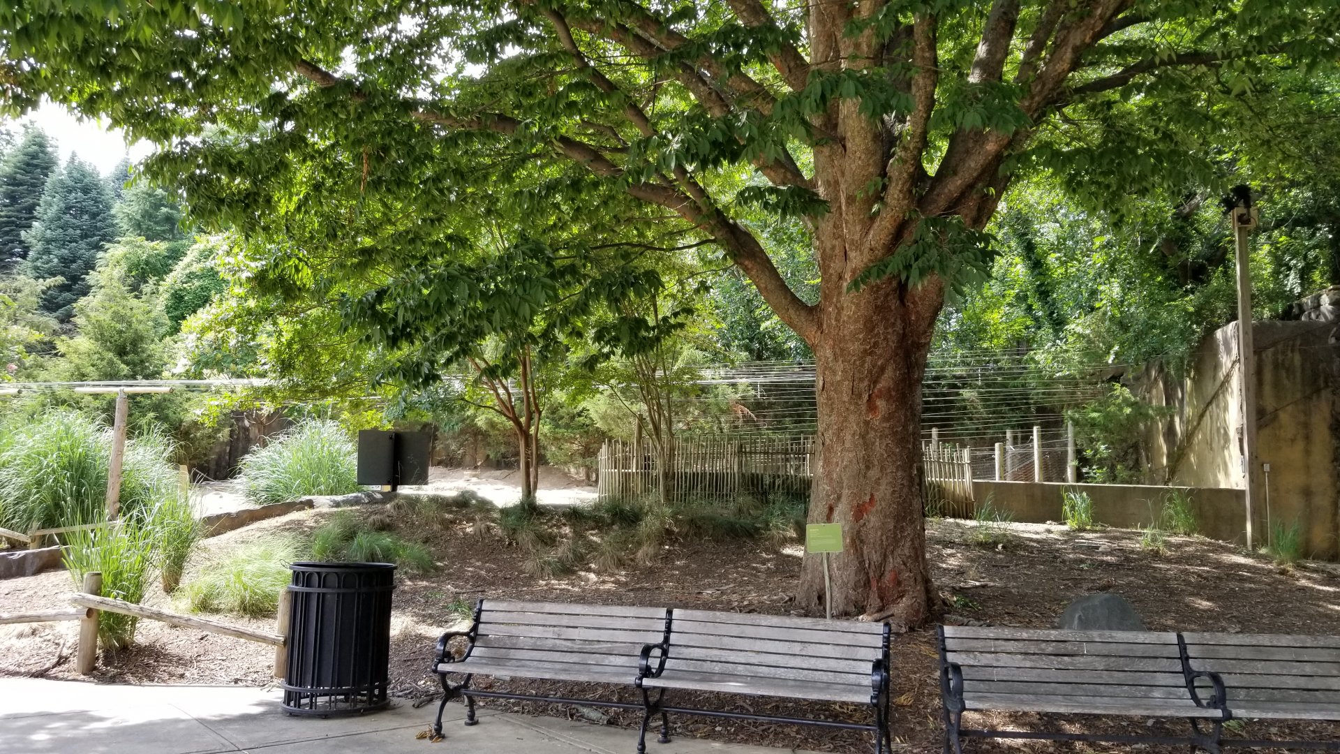 Maryland Zoo - Black-tailed prairie dogs
