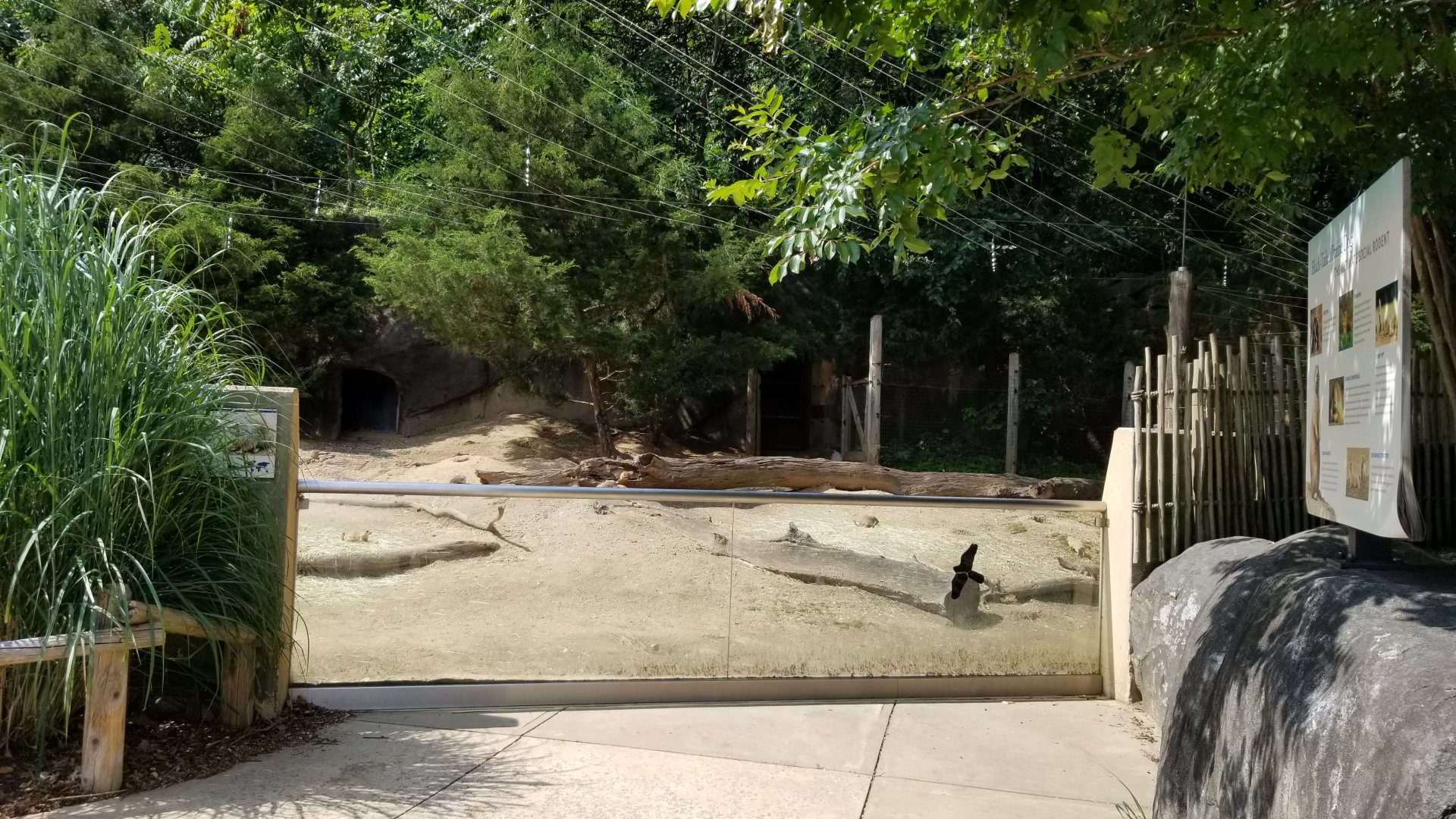 Maryland Zoo - Black-tailed prairie dogs
