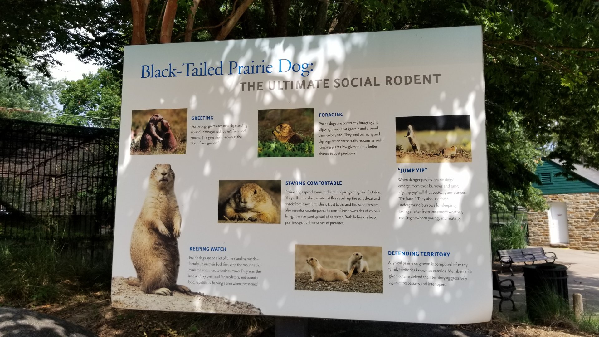 Maryland Zoo - Black-tailed prairie dogs