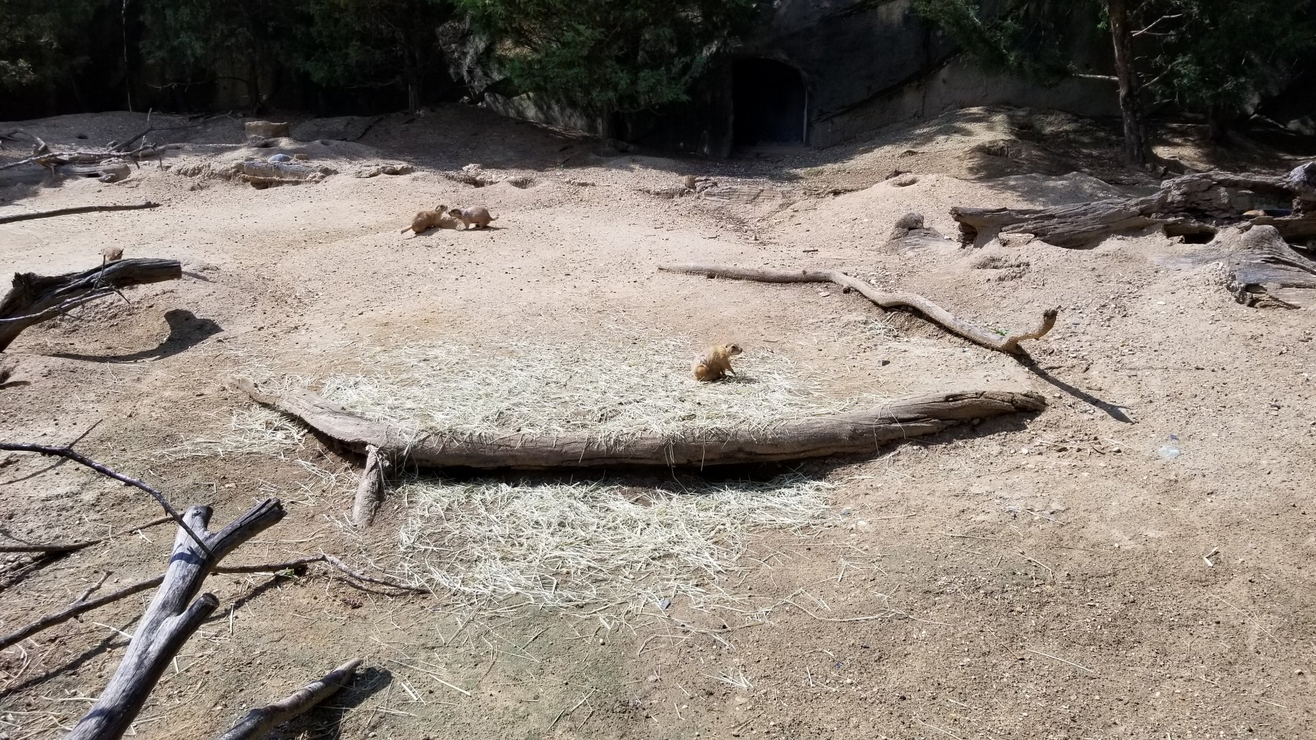 Maryland Zoo - Black-tailed prairie dogs
