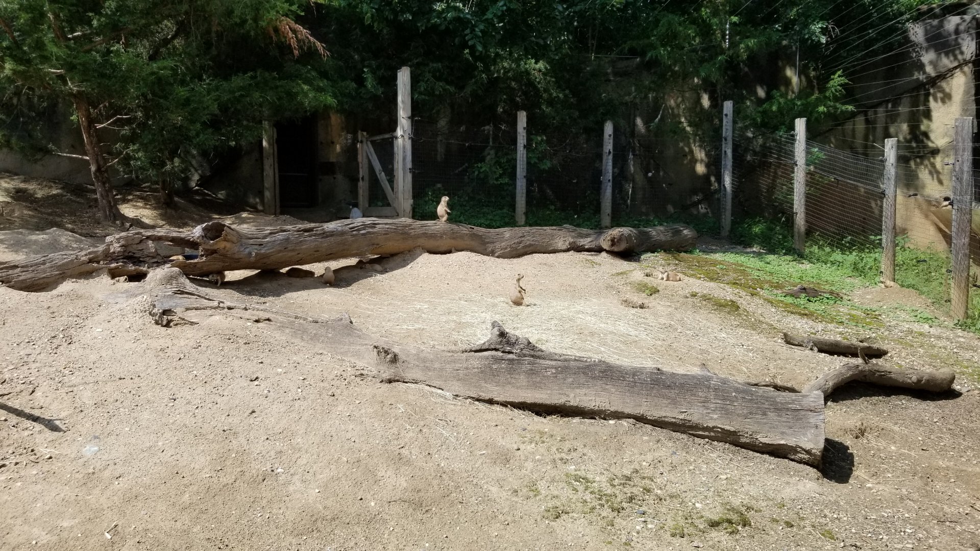Maryland Zoo - Black-tailed prairie dogs