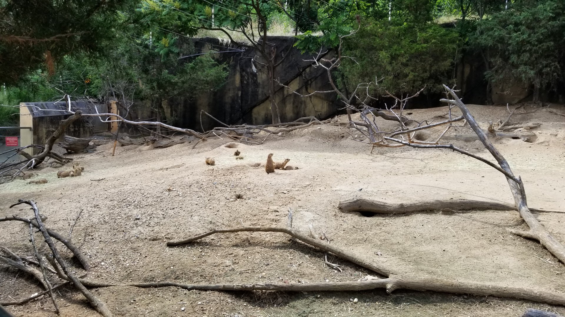 Maryland Zoo - Black-tailed prairie dogs