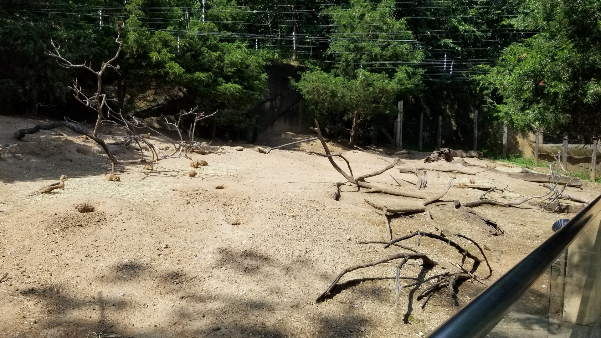 Maryland Zoo - Black-tailed prairie dogs